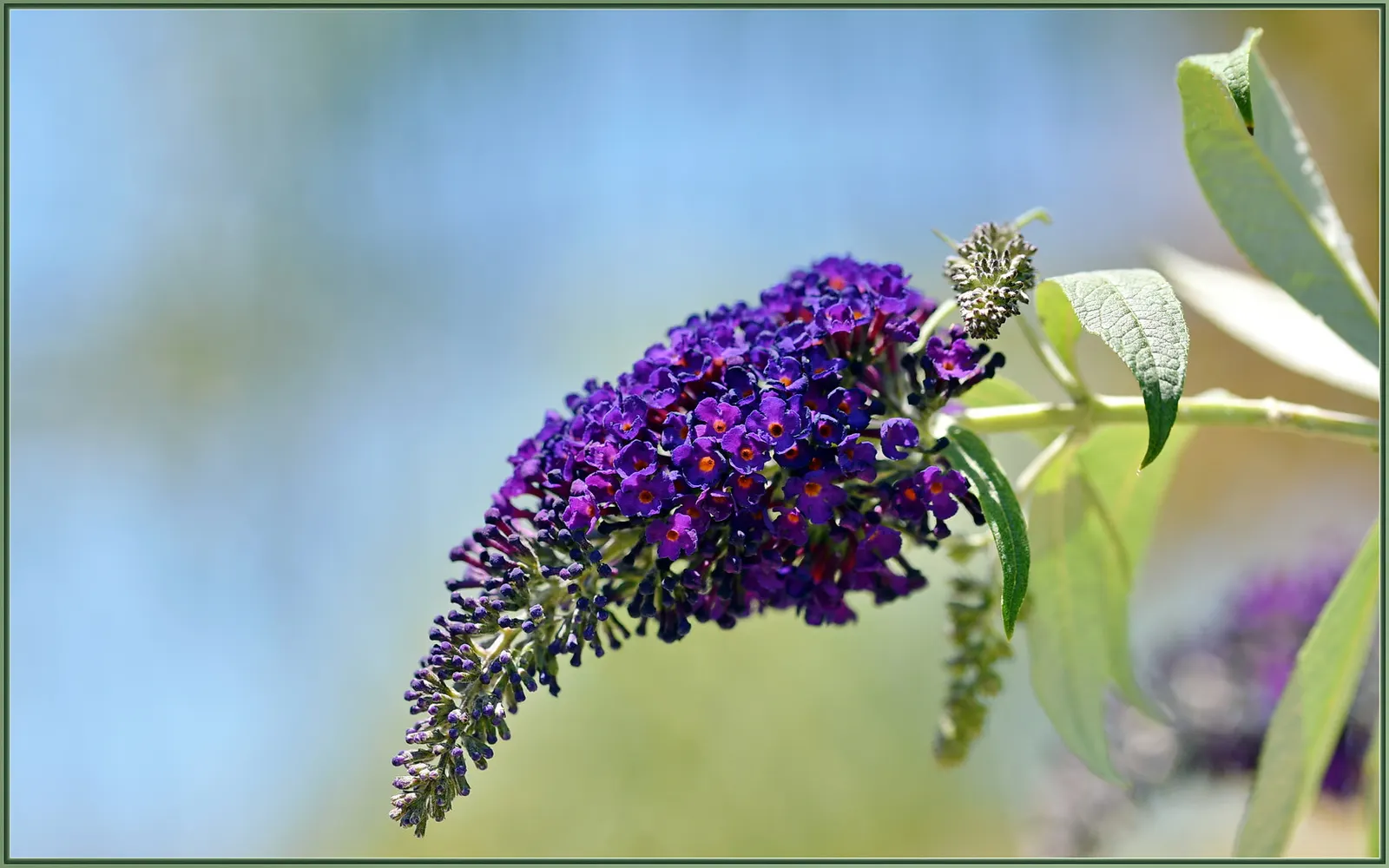 Black Knight Butterfly Bush (Buddleia Davidii 'Black Knight') — this variety makes a bold statement in any landscape design