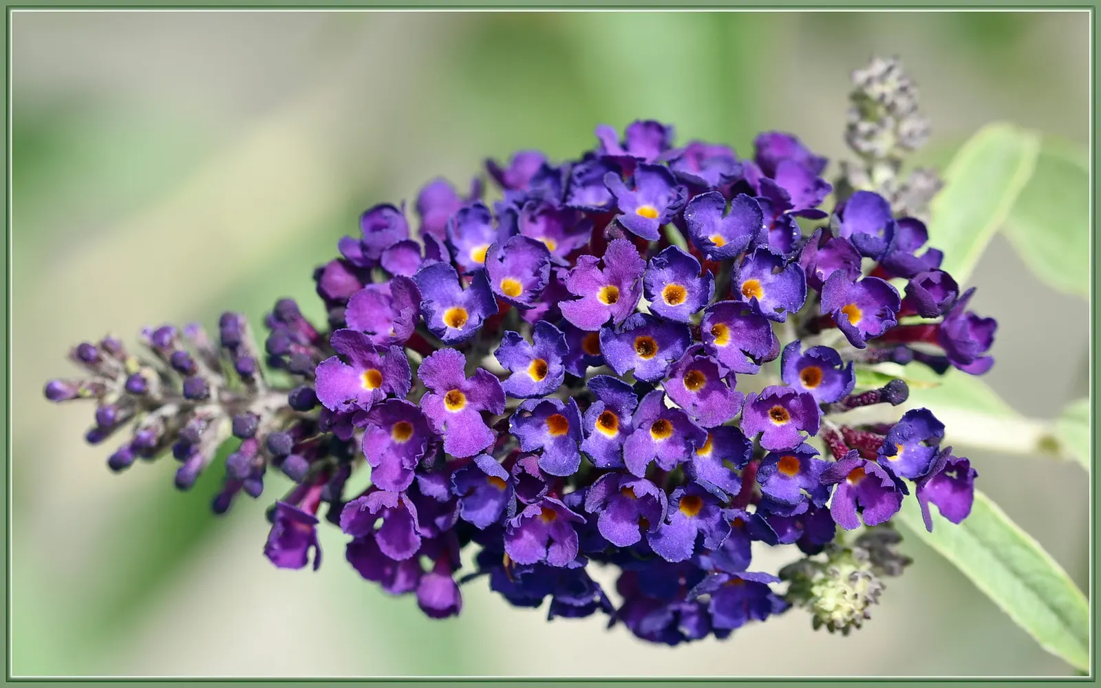 Black Knight Butterfly Bush (Buddleia Davidii 'Black Knight') — Its arching branches bear elongated leaves