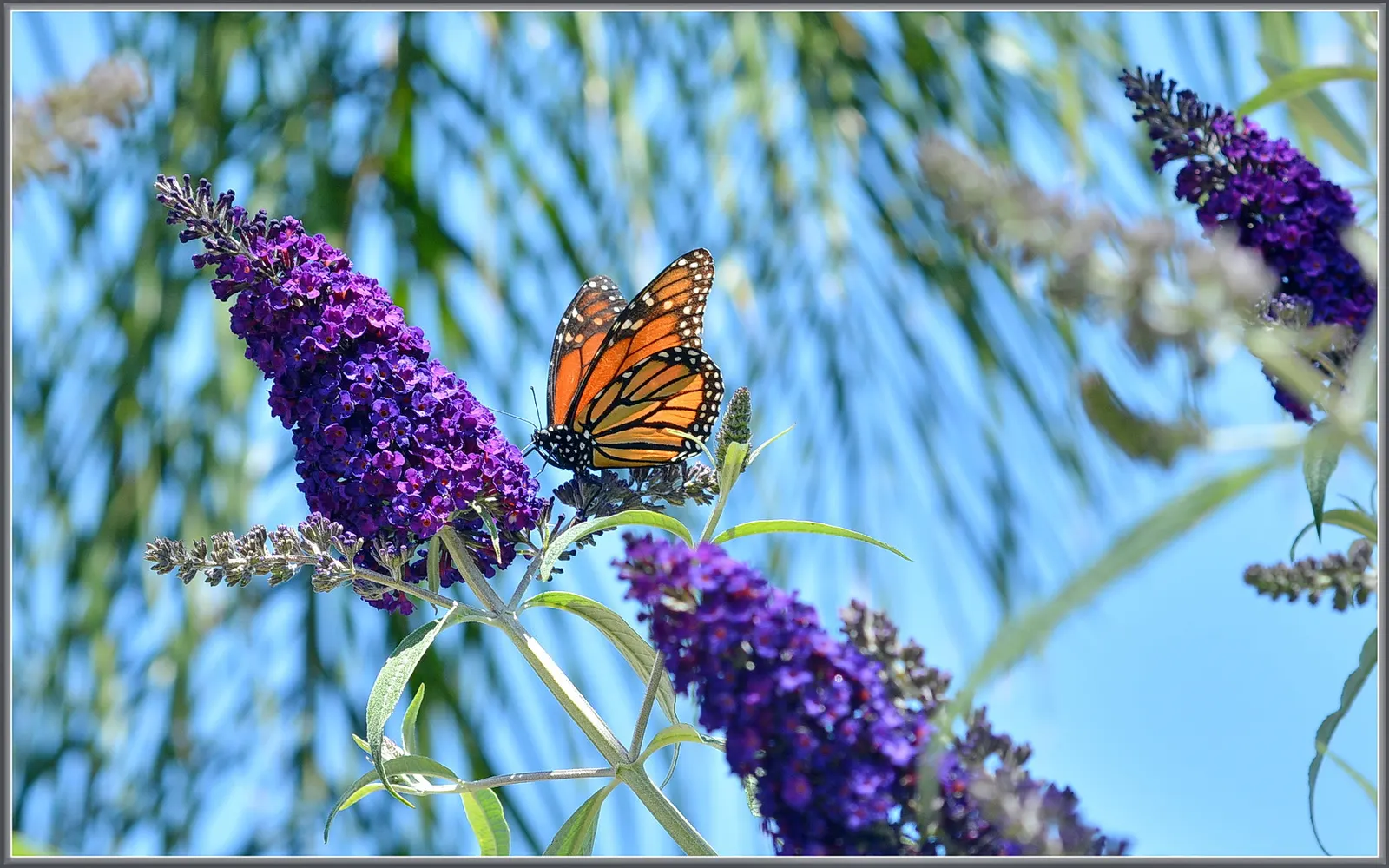 Black Knight Butterfly Bush (Buddleia Davidii 'Black Knight') — renowned for its deep purple