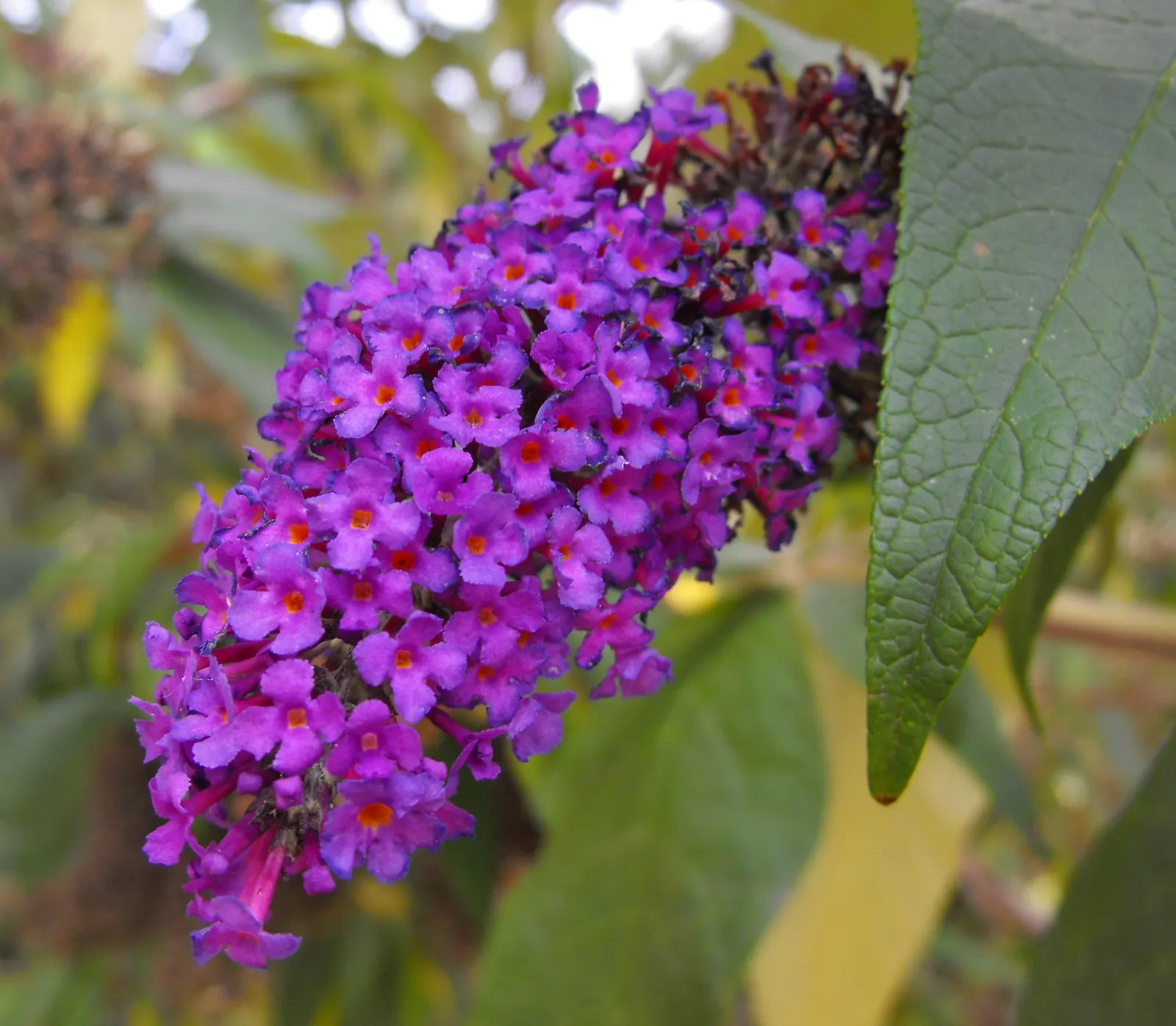 Black Knight Butterfly Bush (Buddleia Davidii 'Black Knight') — The Black Knight Butterfly Bush (Buddleia davidii 'Black Knight') is a captivating deciduous
