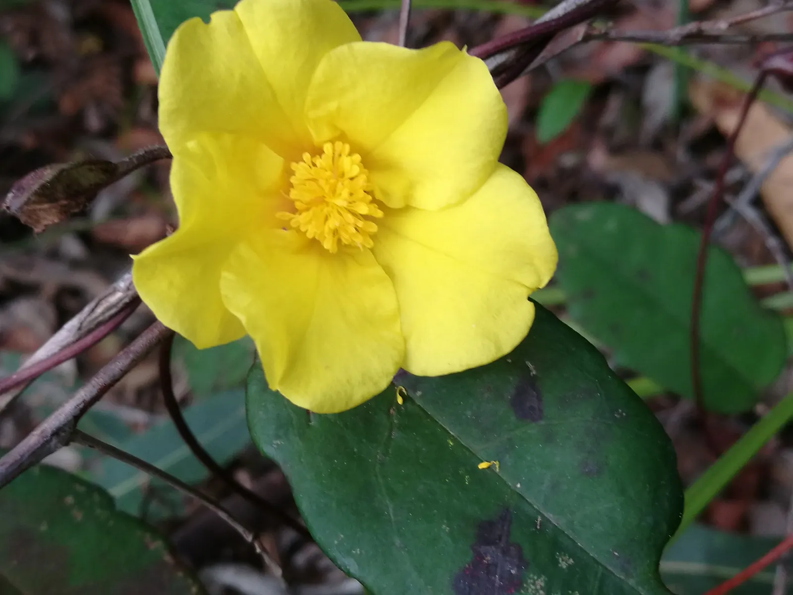 Guinea Gold Vine (Hibbertia Scandens) — Hibbertia scandens boasts vibrant yellow flowers that are about 2-3 inches in diameter