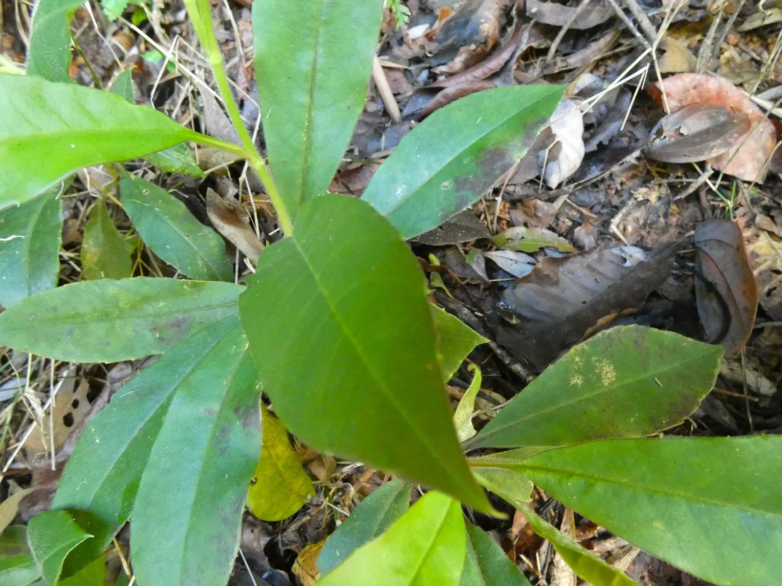 Guinea Gold Vine (Hibbertia Scandens) — it requires moderate watering