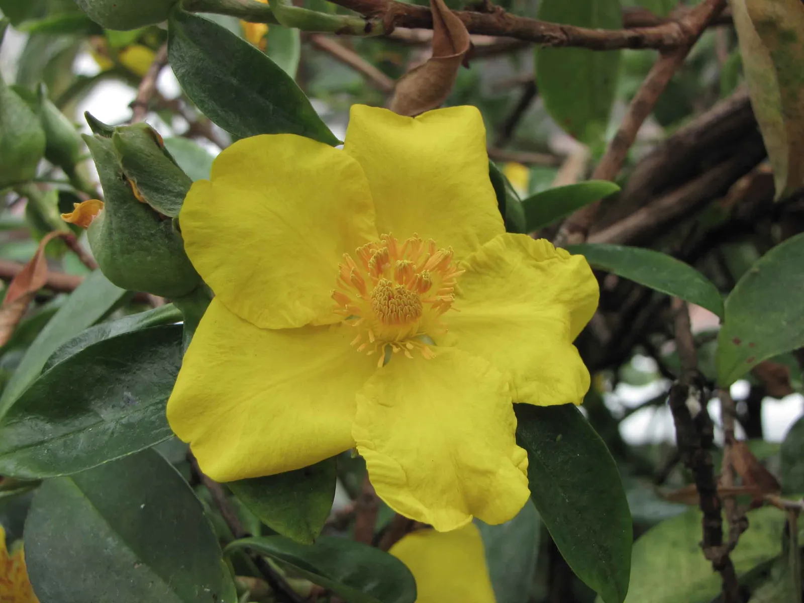 Guinea Gold Vine (Hibbertia Scandens) — scientifically named Hibbertia scandens