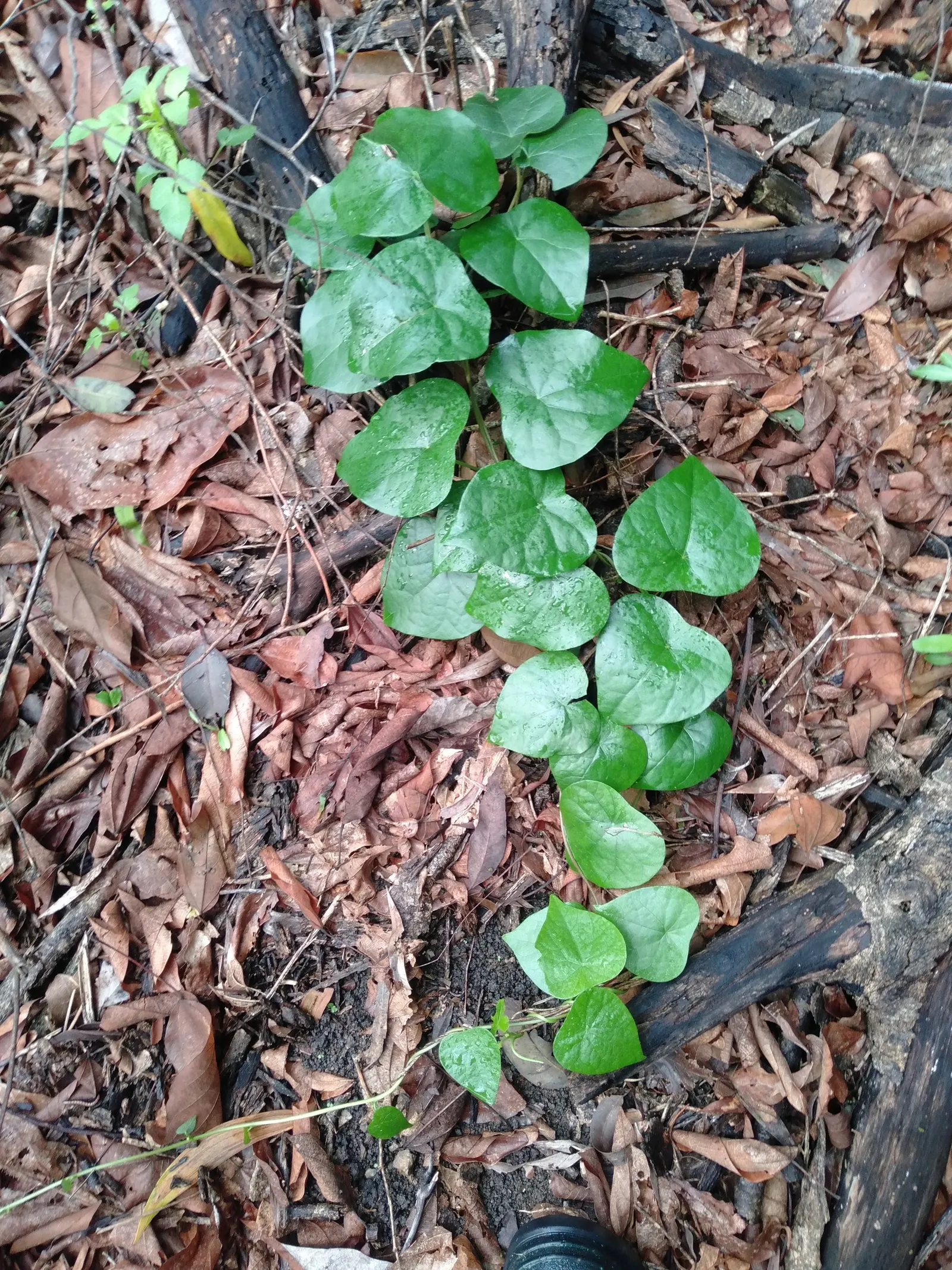 Guinea Gold Vine (Hibbertia Scandens) — Minimal maintenance and drought tolerance make it a versatile addition to coastal and low-maintenance gardens