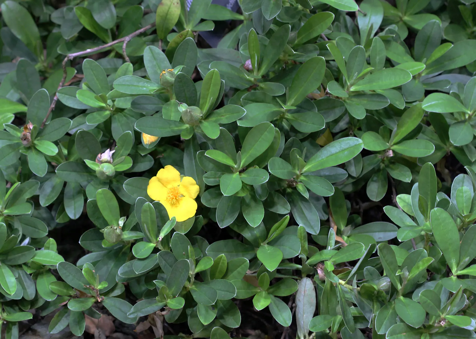 Guinea Gold Vine (Hibbertia Scandens) — making it a resilient choice for a variety of outdoor spaces