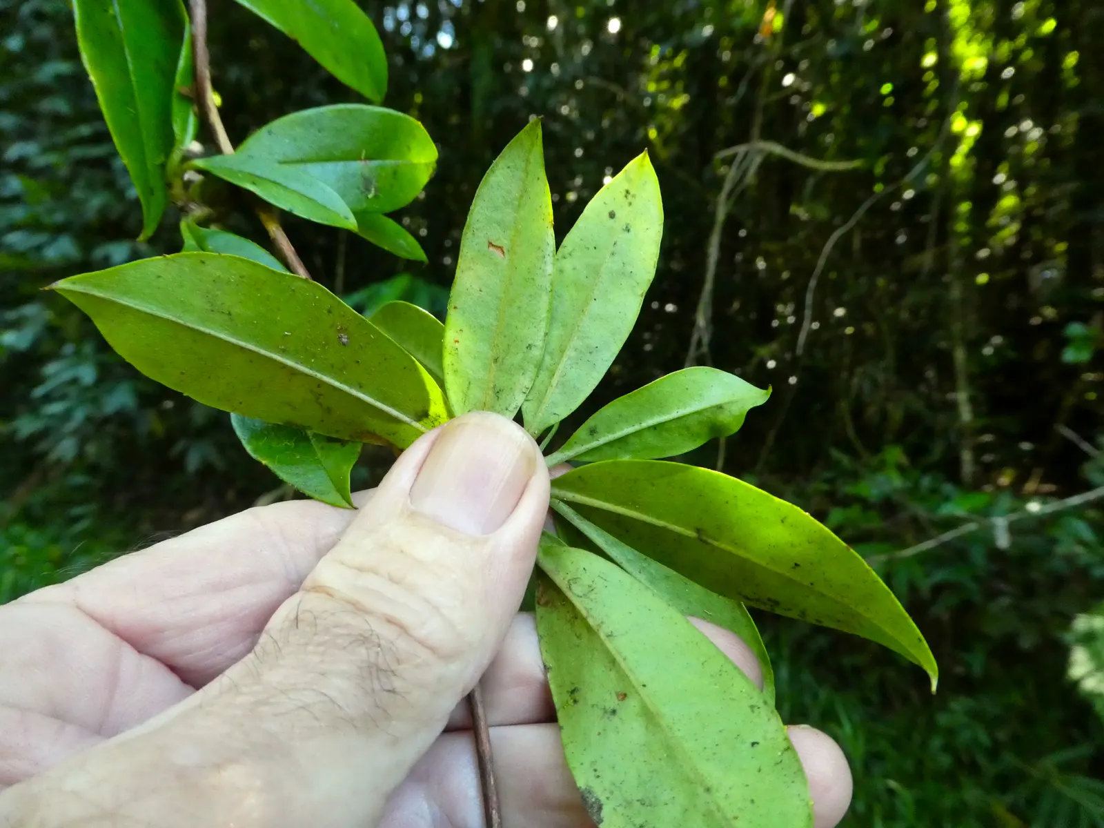 Guinea Gold Vine (Hibbertia Scandens) — In terms of maintenance, occasional pruning will keep this plant within bounds and encourage denser growth