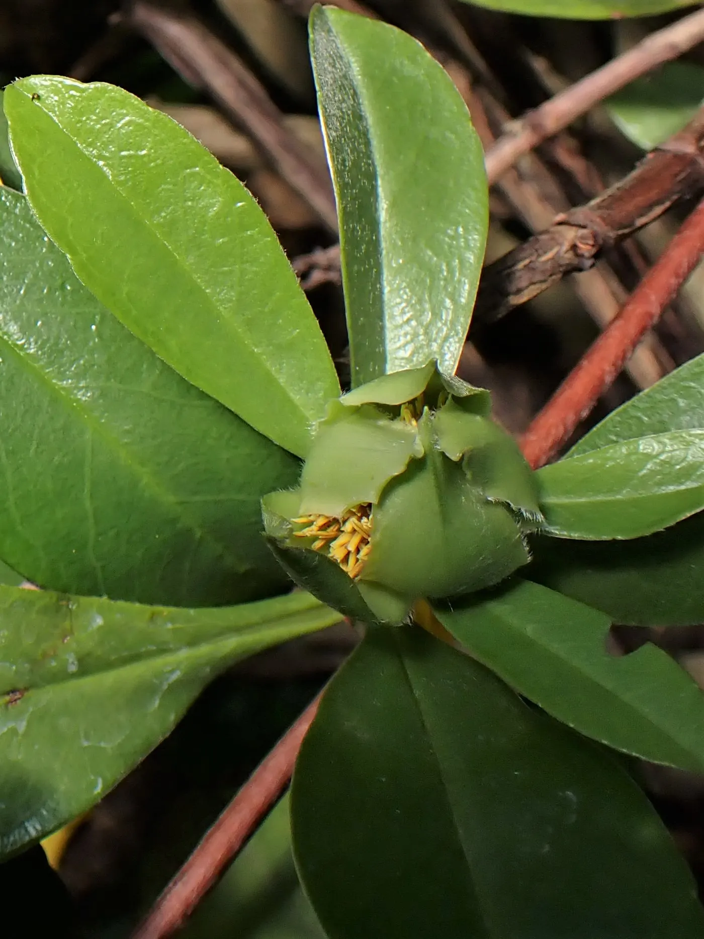 Guinea Gold Vine (Hibbertia Scandens) — With a spread of 4-6 feet and height up to 3 feet, it offers quick cover and erosion control on slopes; ground cover /