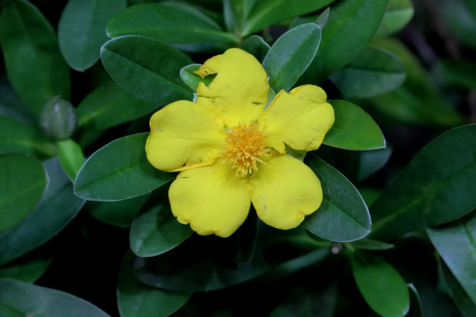 Guinea Gold Vine (Hibbertia Scandens) — Minimal maintenance and drought tolerance make it a versatile addition to coastal and low-maintenance, image 31