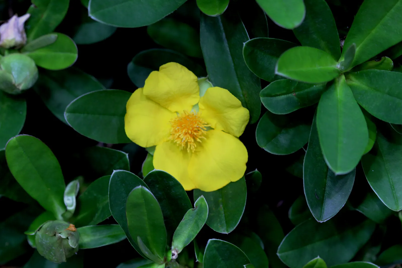 Guinea Gold Vine (Hibbertia Scandens) — With a spread of 4-6 feet and height up to 3 feet, it offers quick cover and erosion control on slopes