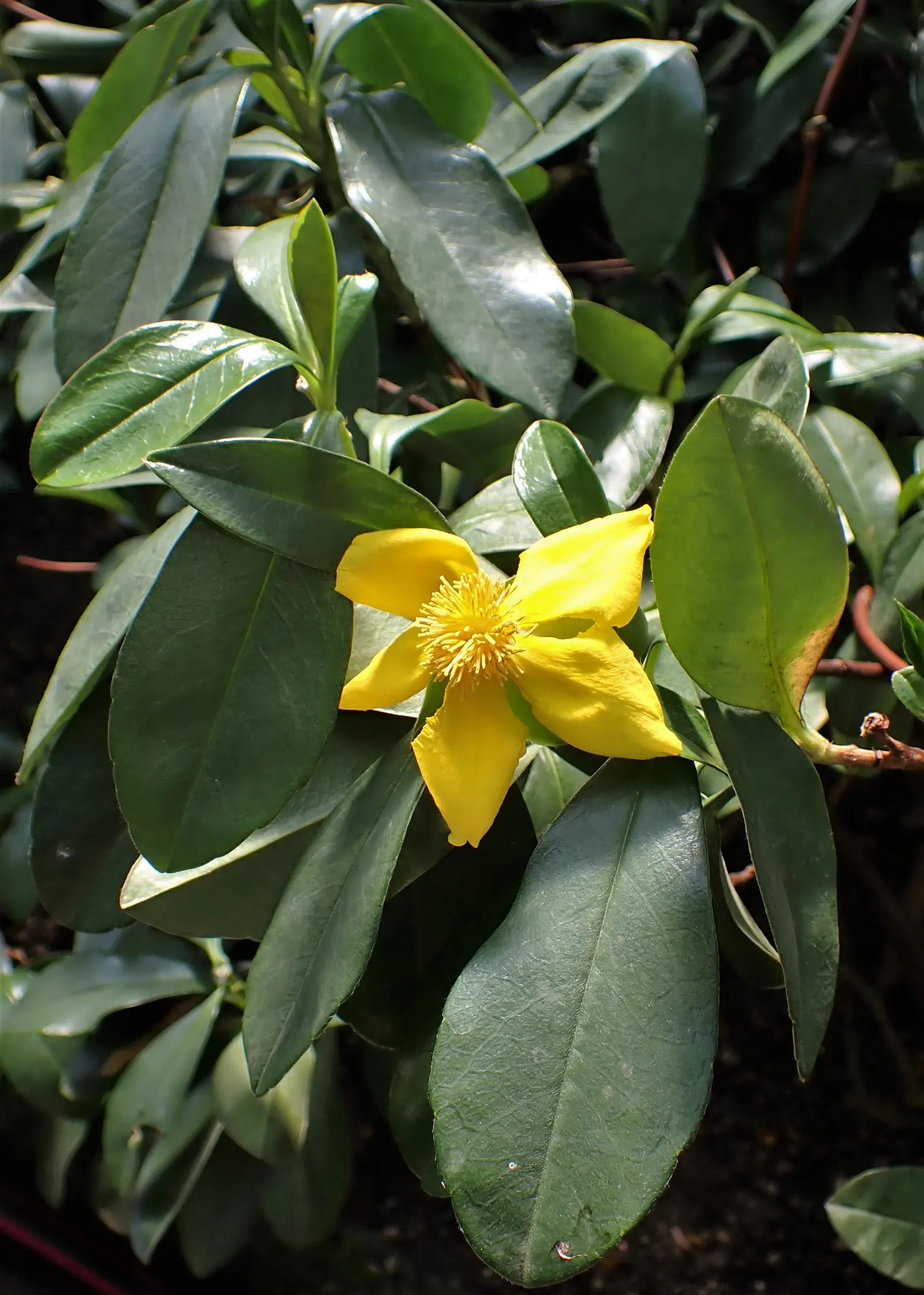 Guinea Gold Vine (Hibbertia Scandens) — It thrives in USDA zones 9-11, enjoying well-drained soils and full to partial sun