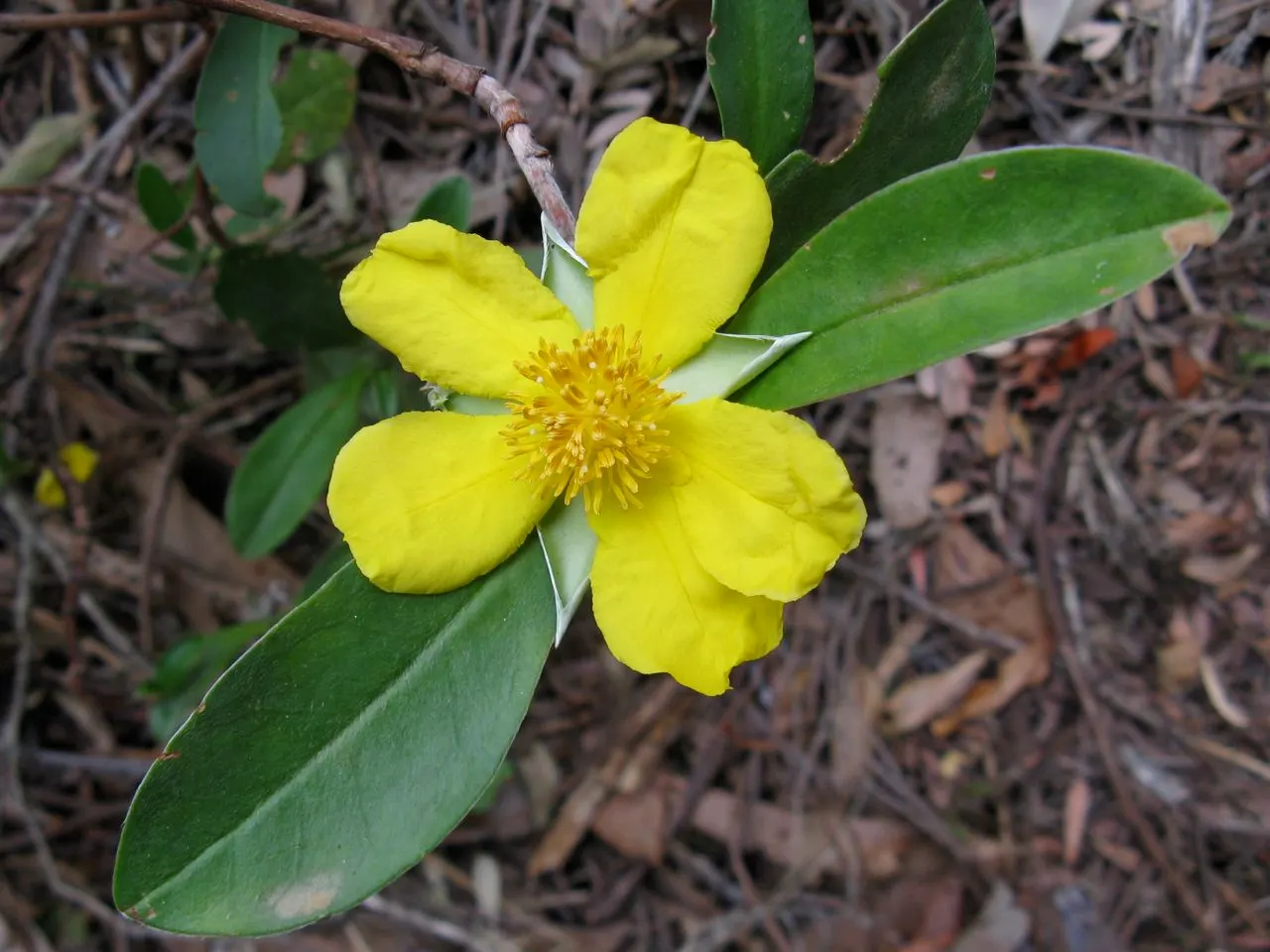 Guinea Gold Vine (Hibbertia Scandens) — is a vibrant evergreen climber; with a spread of 4-6 feet and height up to 3 feet, it offers quick cover and erosion