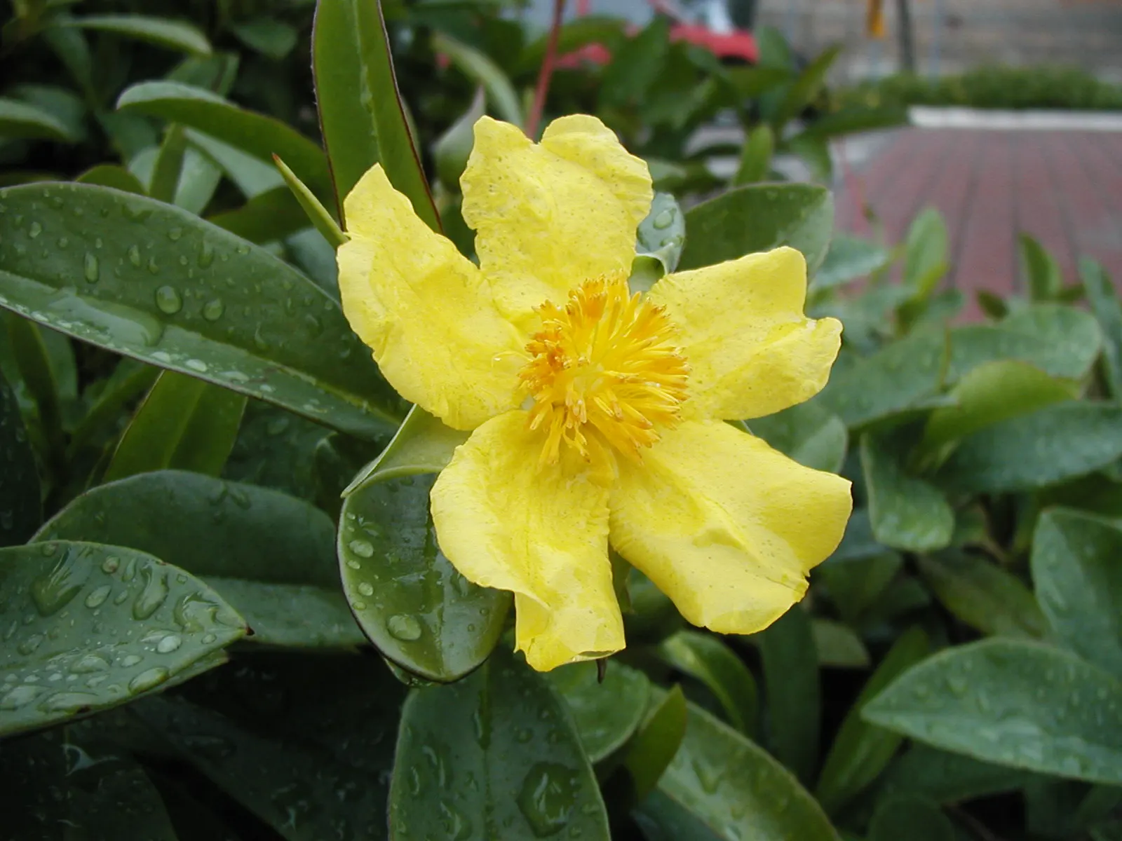 Guinea Gold Vine (Hibbertia Scandens) — buttercup-like flowers spanning 2-3 inches across; the plant lends a tropical aesthetic to any landscape design