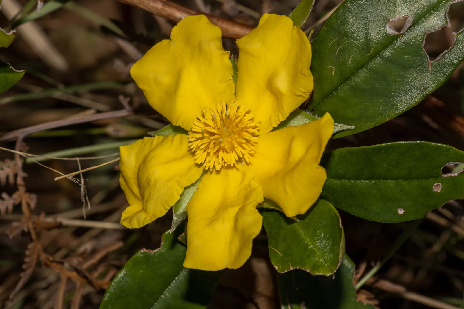 Guinea Gold Vine (Hibbertia Scandens) — Being drought-tolerant once established