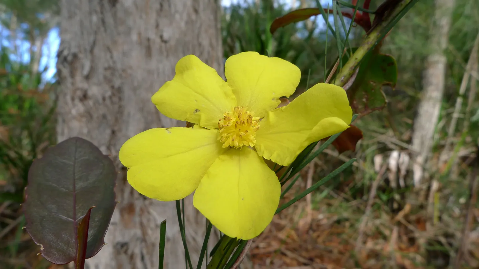 Guinea Gold Vine (Hibbertia Scandens) — ground cover / vine for full or half