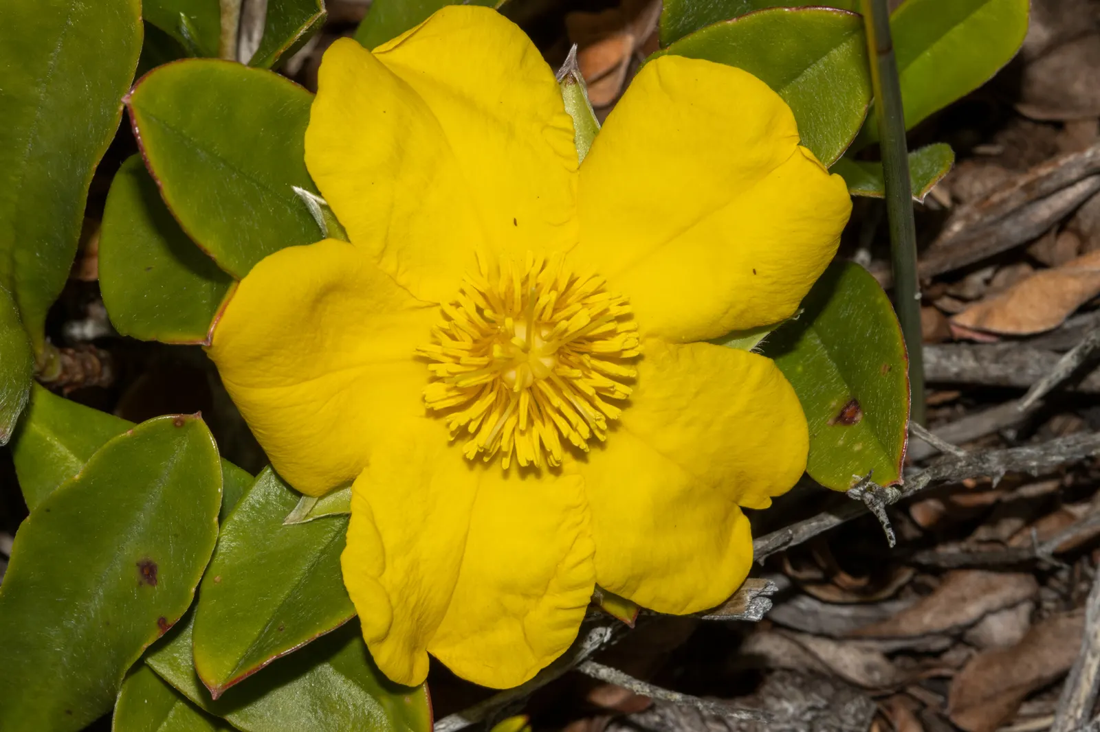 Guinea Gold Vine (Hibbertia Scandens) — is a vibrant evergreen climber