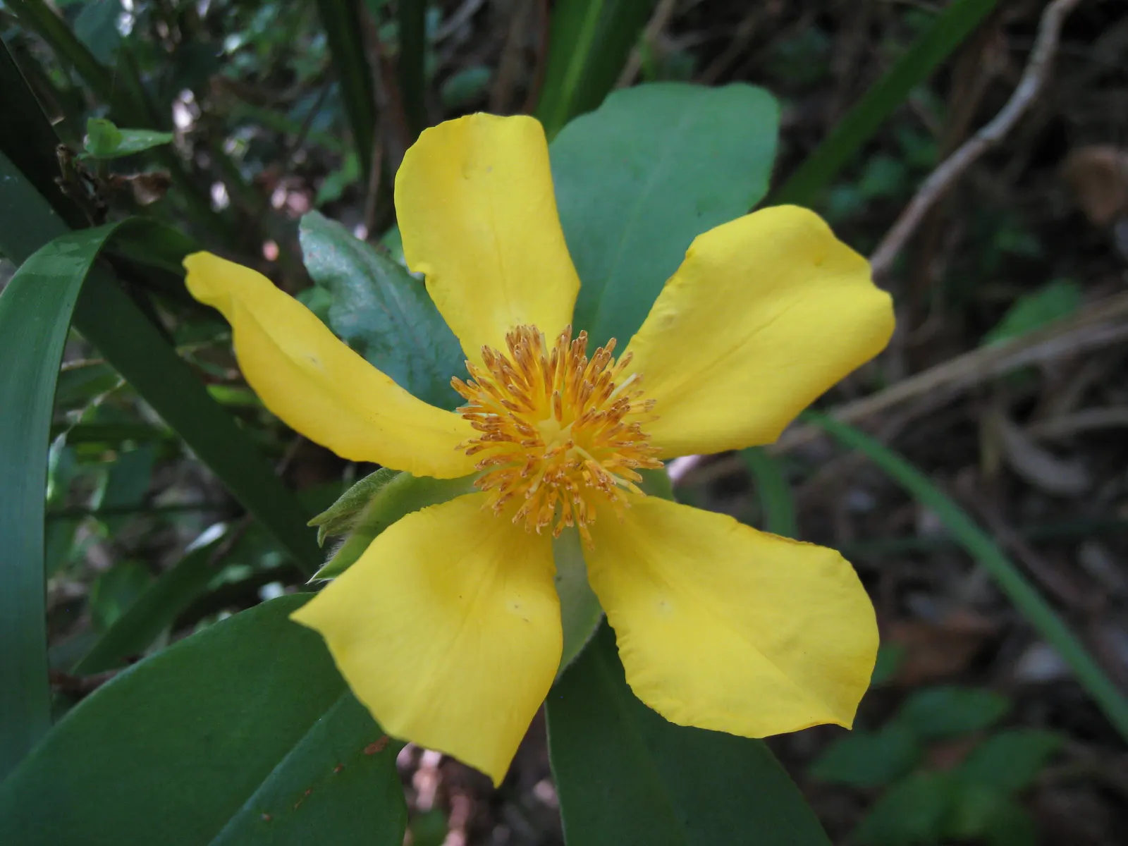 Guinea Gold Vine (Hibbertia Scandens) — Its hardiness and low maintenance requirements
