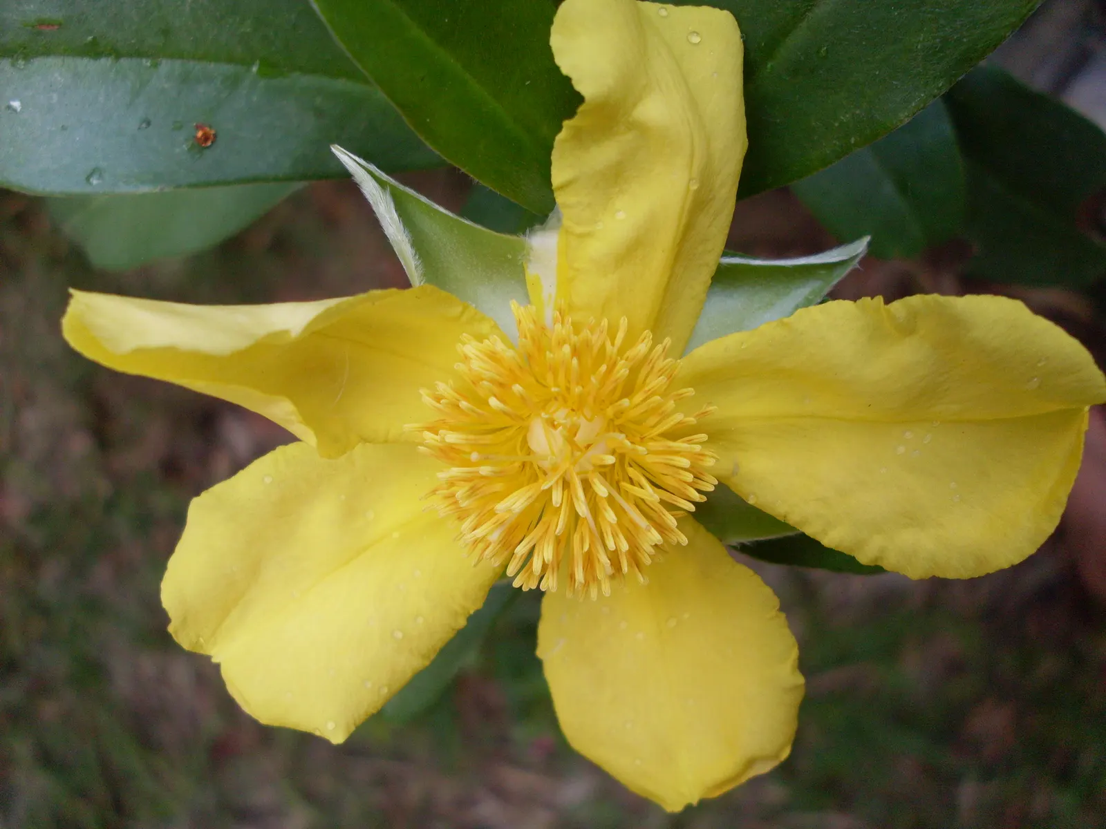 Guinea Gold Vine (Hibbertia Scandens) — providing both ecological benefits and visual interest.<br><br>For optimal growth