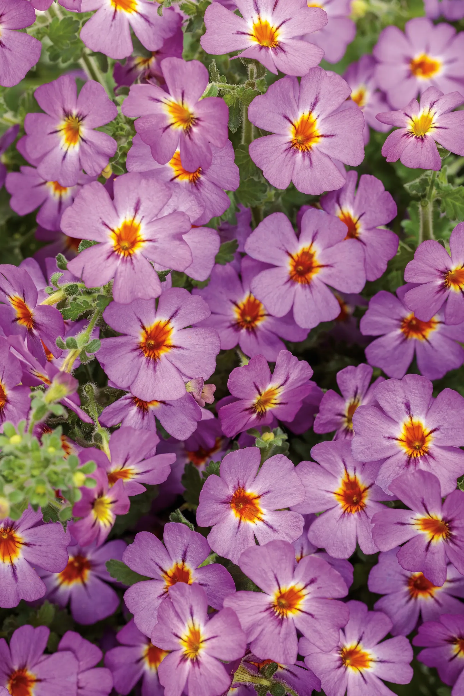 Dusk™ South African Phlox (Jamesbrittenia) — Hardy in USDA Zones 10a-11b