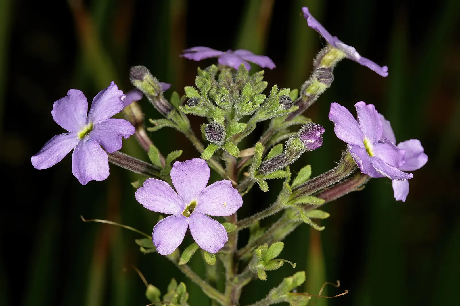 Dusk™ South African Phlox (Jamesbrittenia) — but a controlled-release fertilizer at planting helps sustain its long bloom season