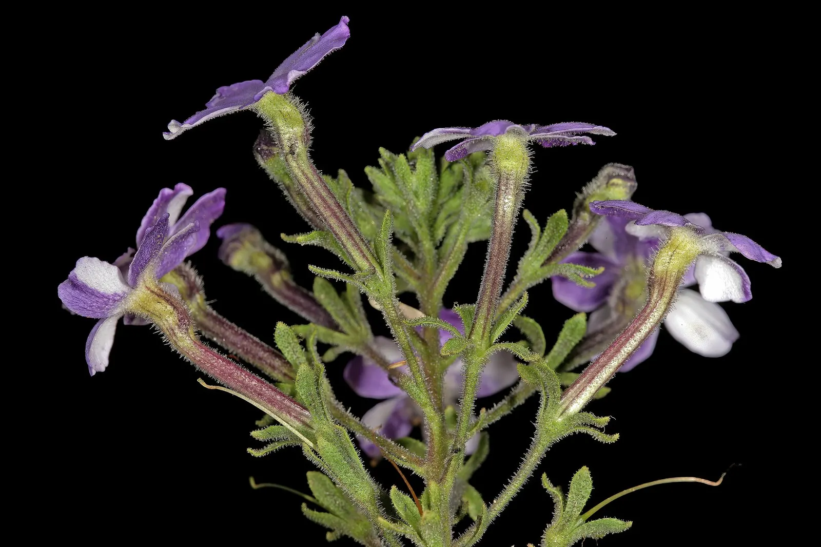 Dusk™ South African Phlox (Jamesbrittenia) — particularly in containers