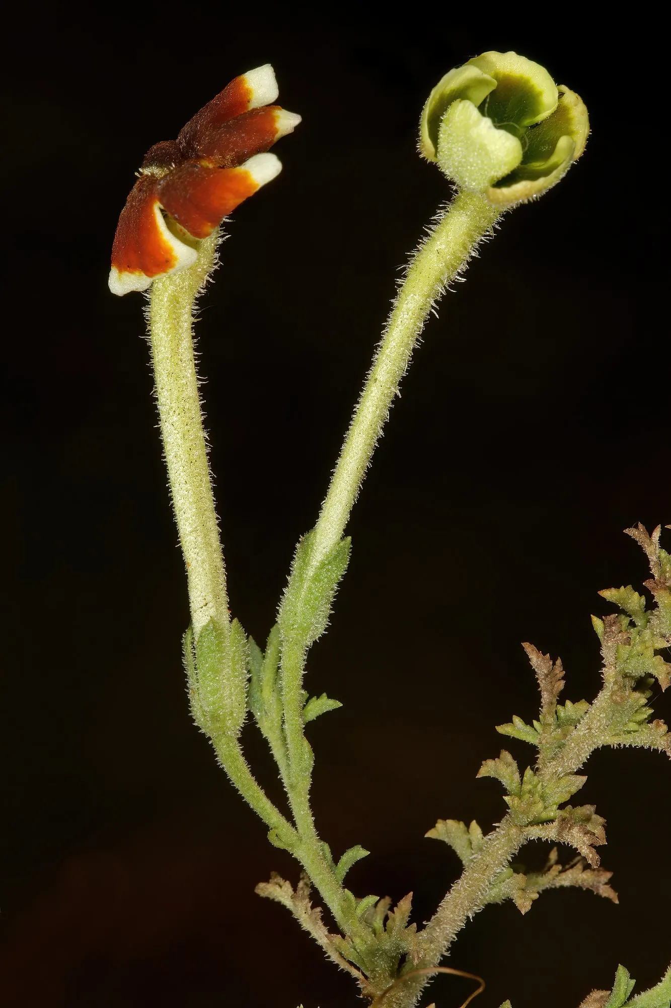 Dusk™ South African Phlox (Jamesbrittenia) — The blooms sit over fresh green foliage