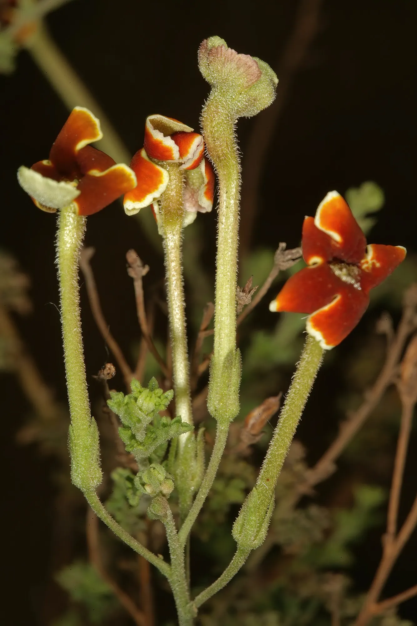 Dusk™ South African Phlox (Jamesbrittenia) — It is grown as an annual in most climates