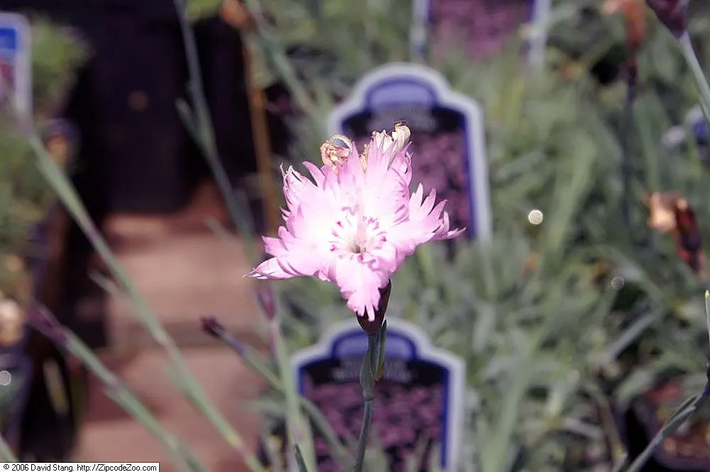 Bath Pinks (Dianthus 'Bath's Pink') — double flowers are a soft pink with unique