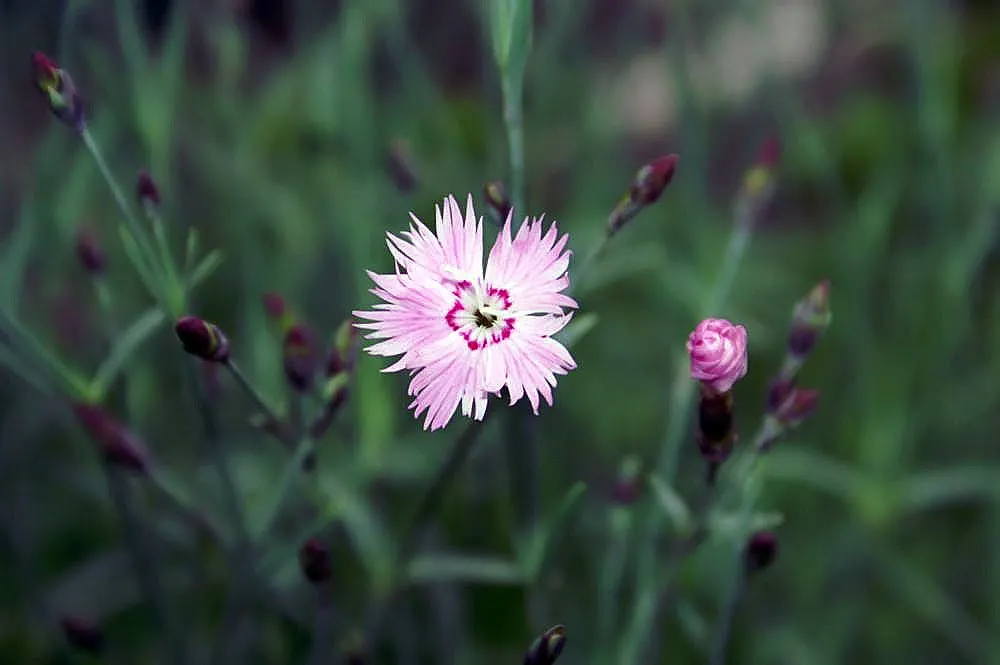 Bath Pinks (Dianthus 'Bath's Pink') — Ideal for rock gardens, borders, and as a fragrant ground cover