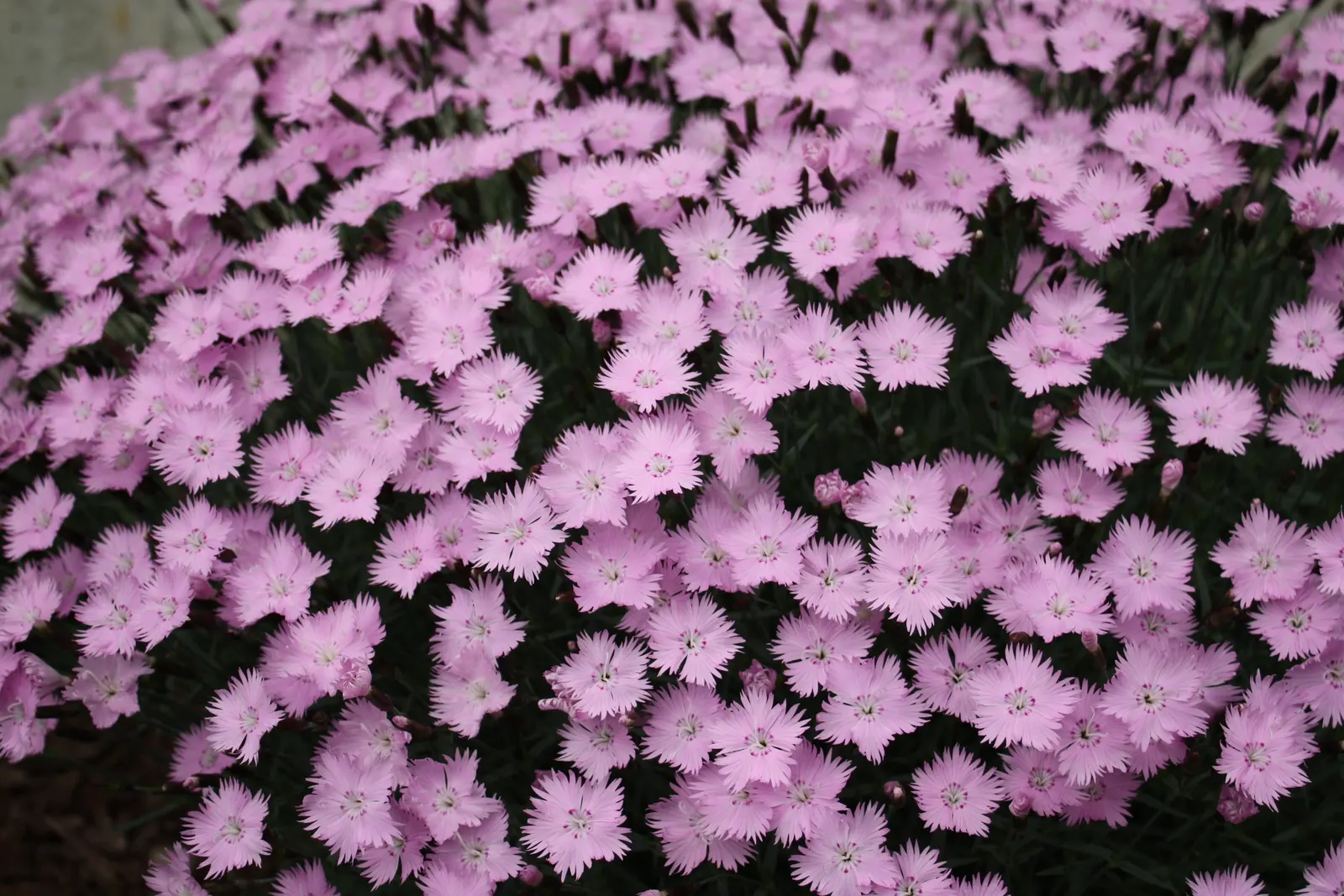 Bath Pinks (Dianthus 'Bath's Pink') — Thriving in Zones 3-9, it forms a low clump about 6-10 inches high, spreading 12-18 inches wide