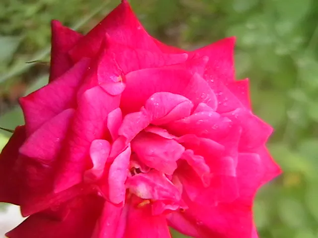 Bath Pinks (Dianthus 'Bath's Pink') — with a similar spread of about 12 to 18 inches.<br><br>Originating from the Dianthus family