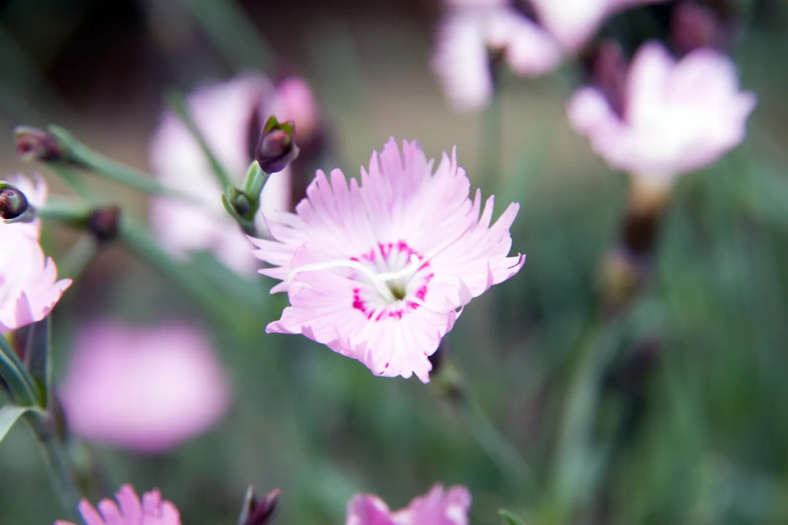 Bath Pinks (Dianthus 'Bath's Pink') — which forms a low mound approximately 6 to 10 inches tall