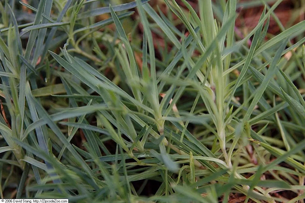 Bath Pinks (Dianthus 'Bath's Pink') — demonstrating a robust adaptability to a variety of climates