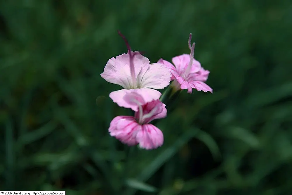 Bath Pinks (Dianthus 'Bath's Pink') — commonly known as Bath Pinks