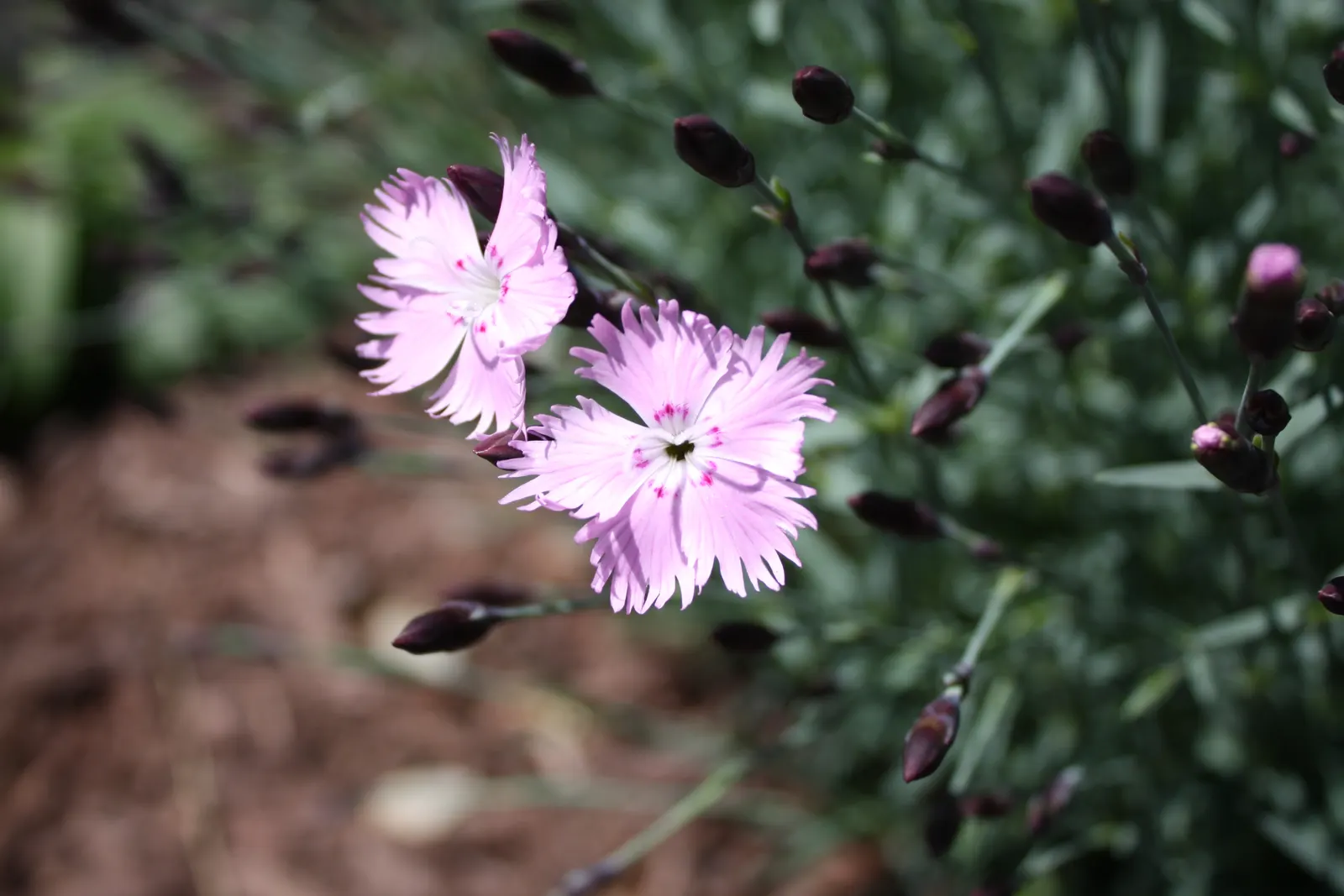 Bath Pinks (Dianthus 'Bath's Pink') — boasting silvery-blue foliage and abundant delicate pink flowers detailed with fringed petals