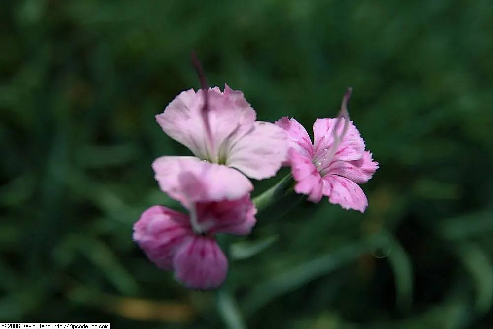 Bath Pinks (Dianthus 'Bath's Pink') — exuding a spicy clove-like scent that is especially intense in the evening