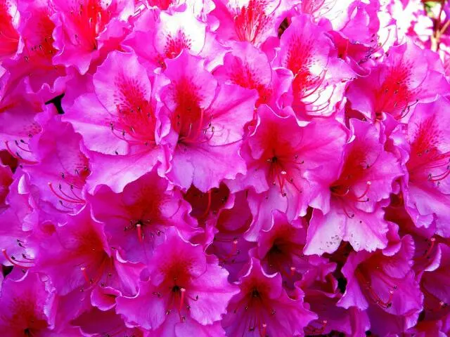 Bath Pinks (Dianthus 'Bath's Pink') — Dianthus 'Bath's Pink' is an enchanting evergreen perennial