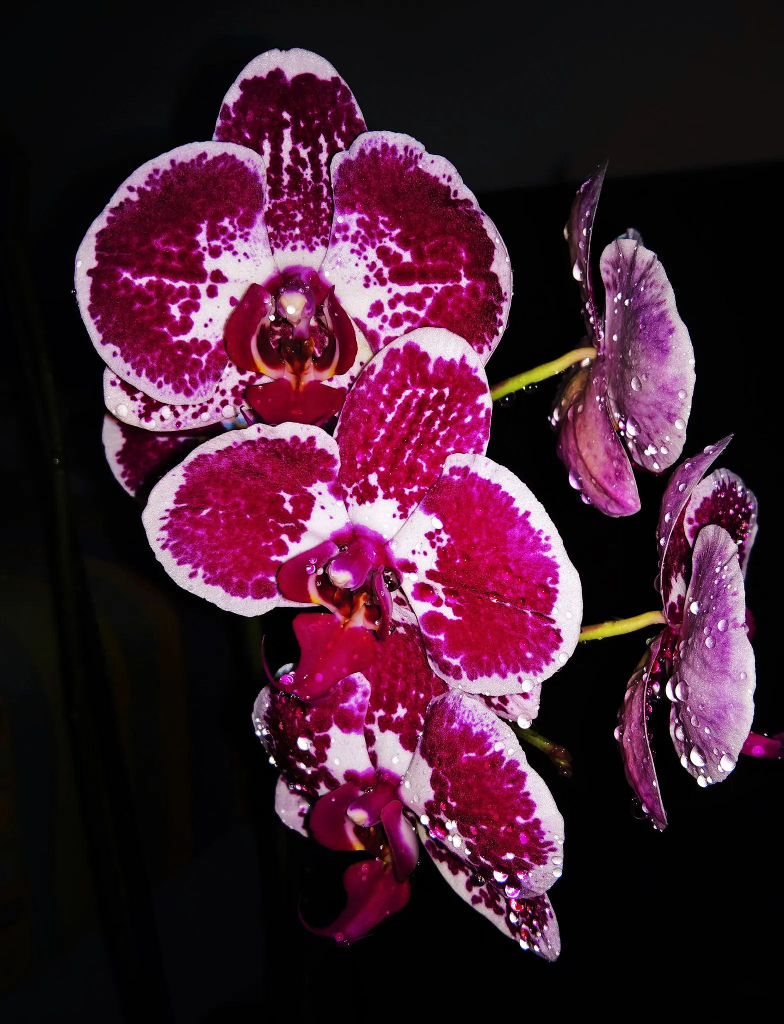 Bath Pinks (Dianthus 'Bath's Pink') — They rise on sturdy stems 10 to 12 inches above the foliage in late spring to early summer