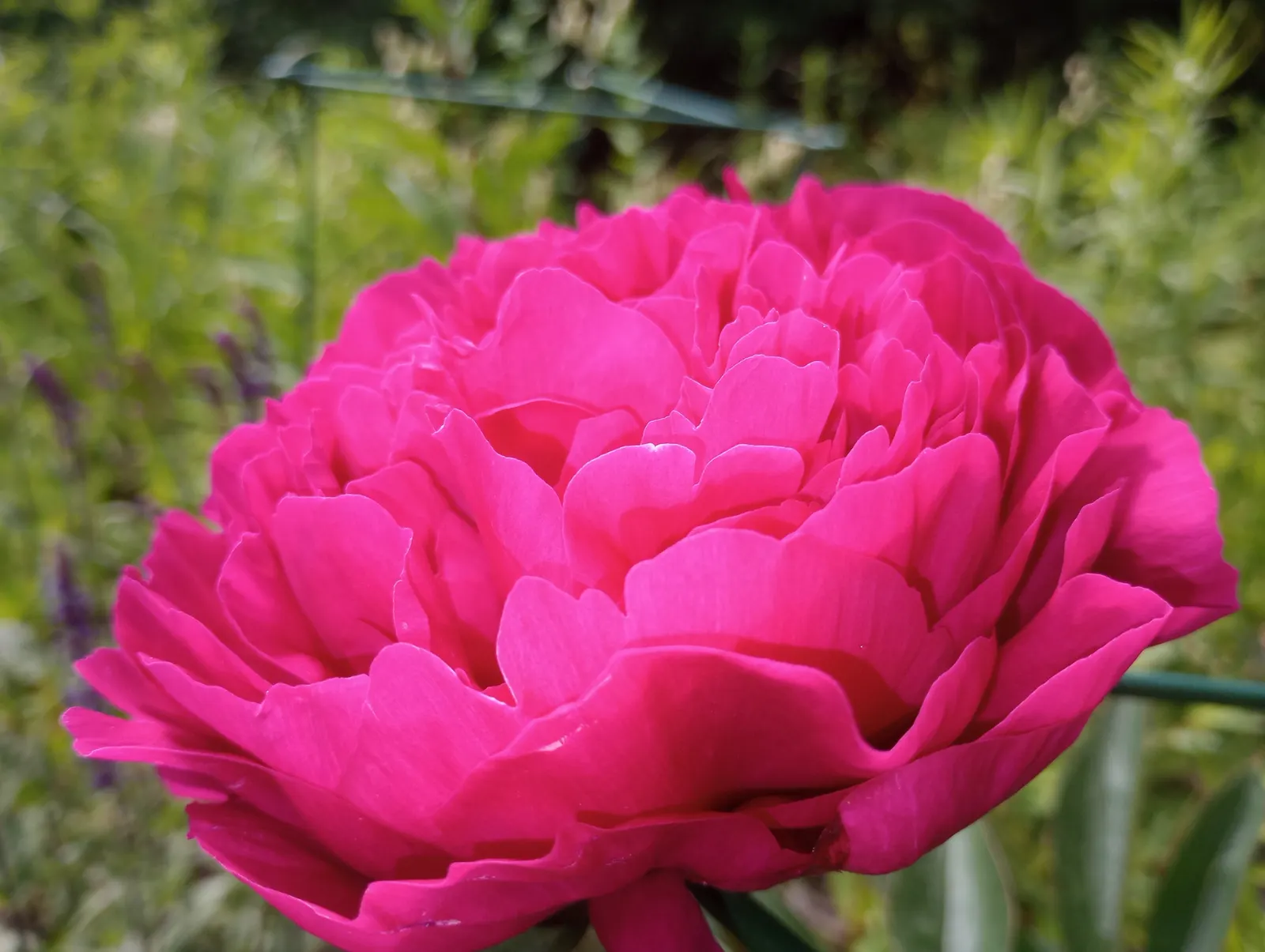 Bath Pinks (Dianthus 'Bath's Pink') — this plant thrives in USDA Hardiness Zones 3 through 9