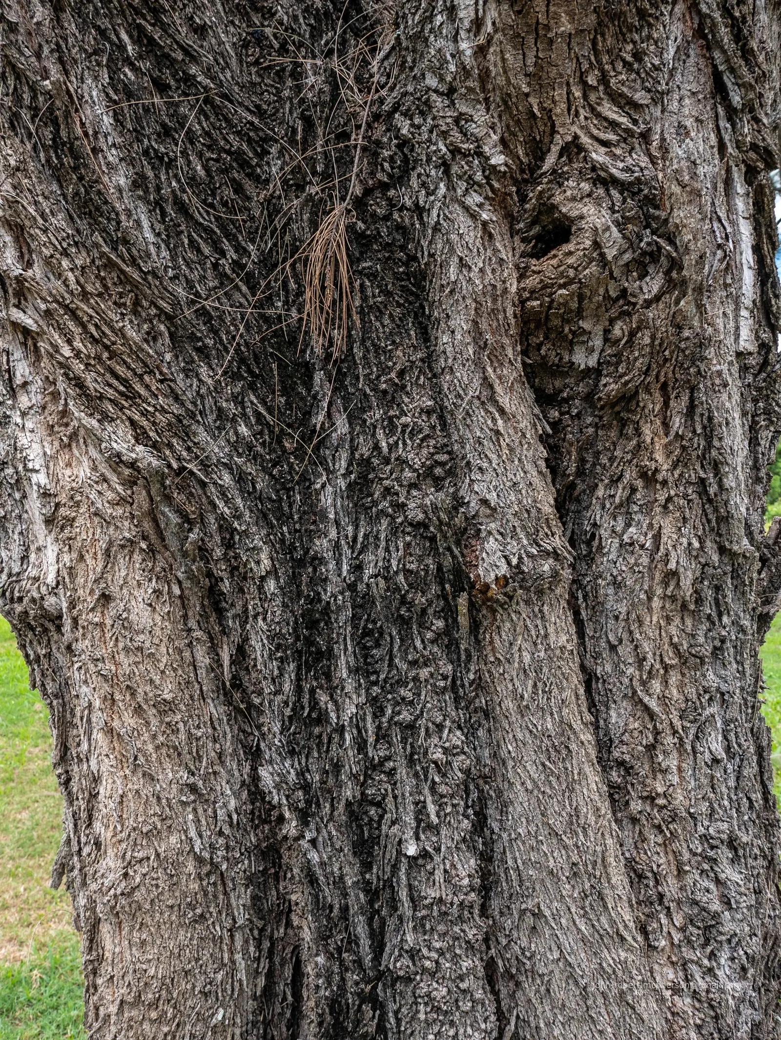 River She-Oak (Casuarina Cunninghamiana) — growing up to 115 feet tall; the River She-Oak forms a narrow