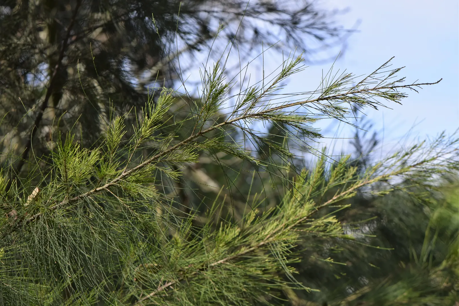 River She-Oak (Casuarina Cunninghamiana) — This distinctive plant is revered for its ability to provide elegant screening