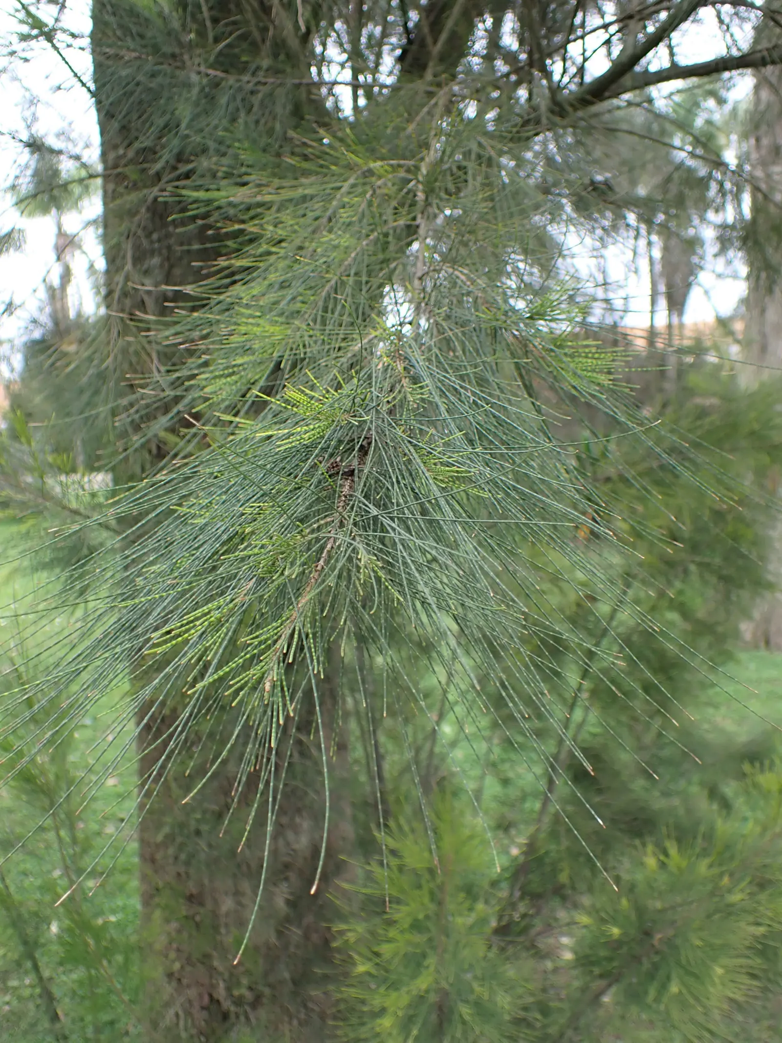 River She-Oak (Casuarina Cunninghamiana) — low maintenance requirements