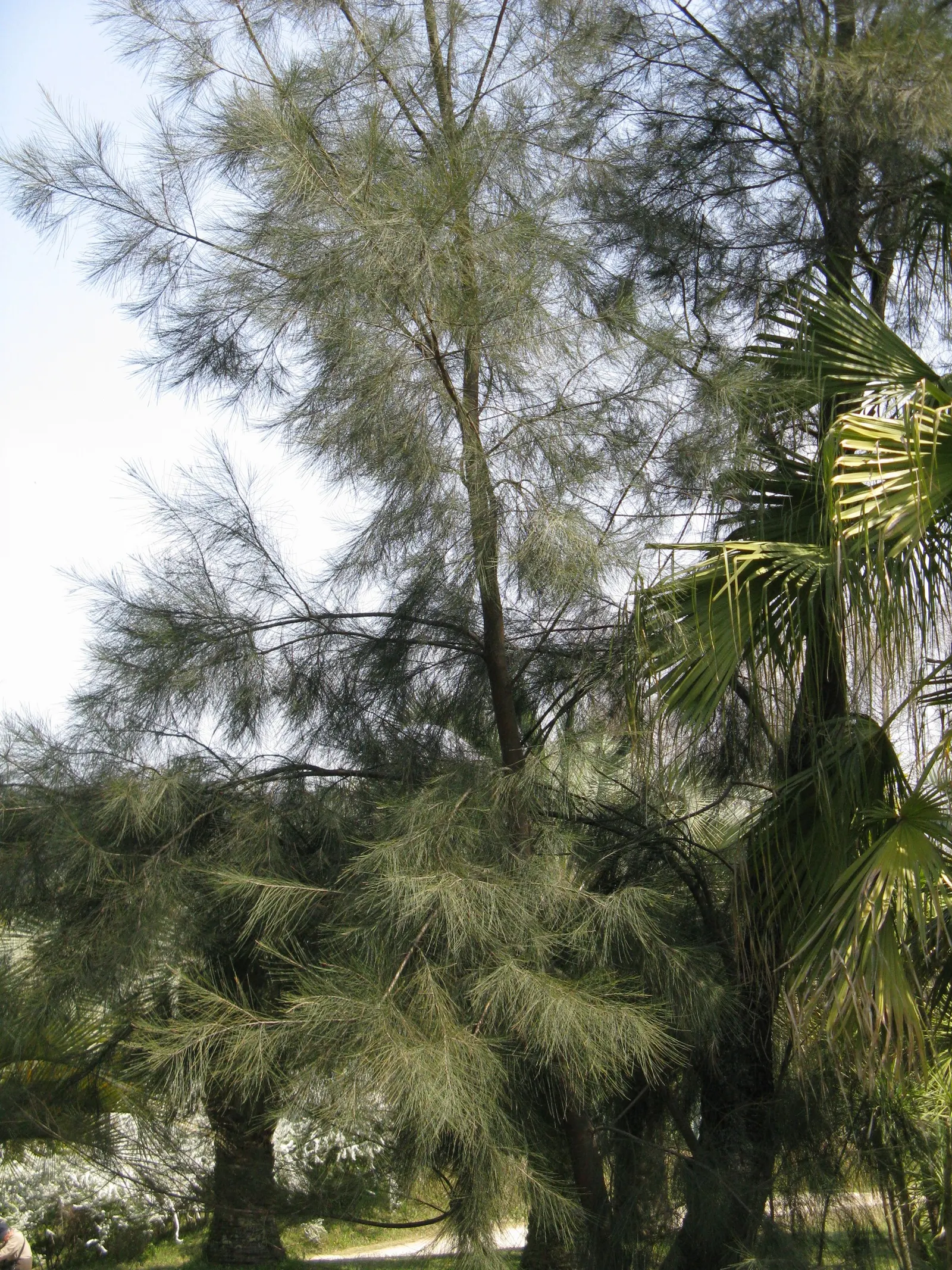 River She-Oak (Casuarina Cunninghamiana) — and its remarkable adaptability to various soil conditions; a symbiotic relationship that benefits its growth and