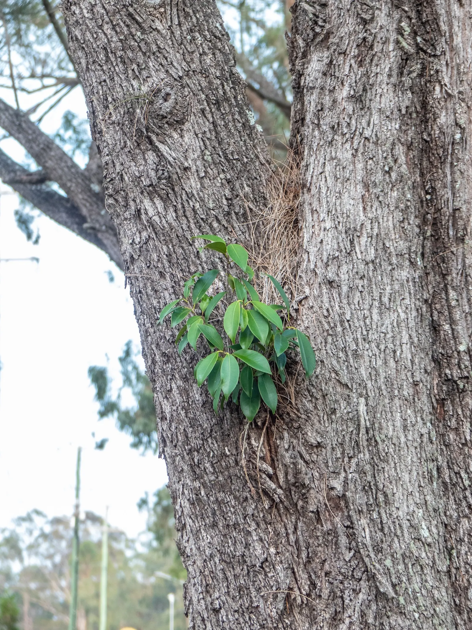 River She-Oak (Casuarina Cunninghamiana) — whispering sound when caressed by gentle breezes; it prefers full sun and while tolerant of various soil types