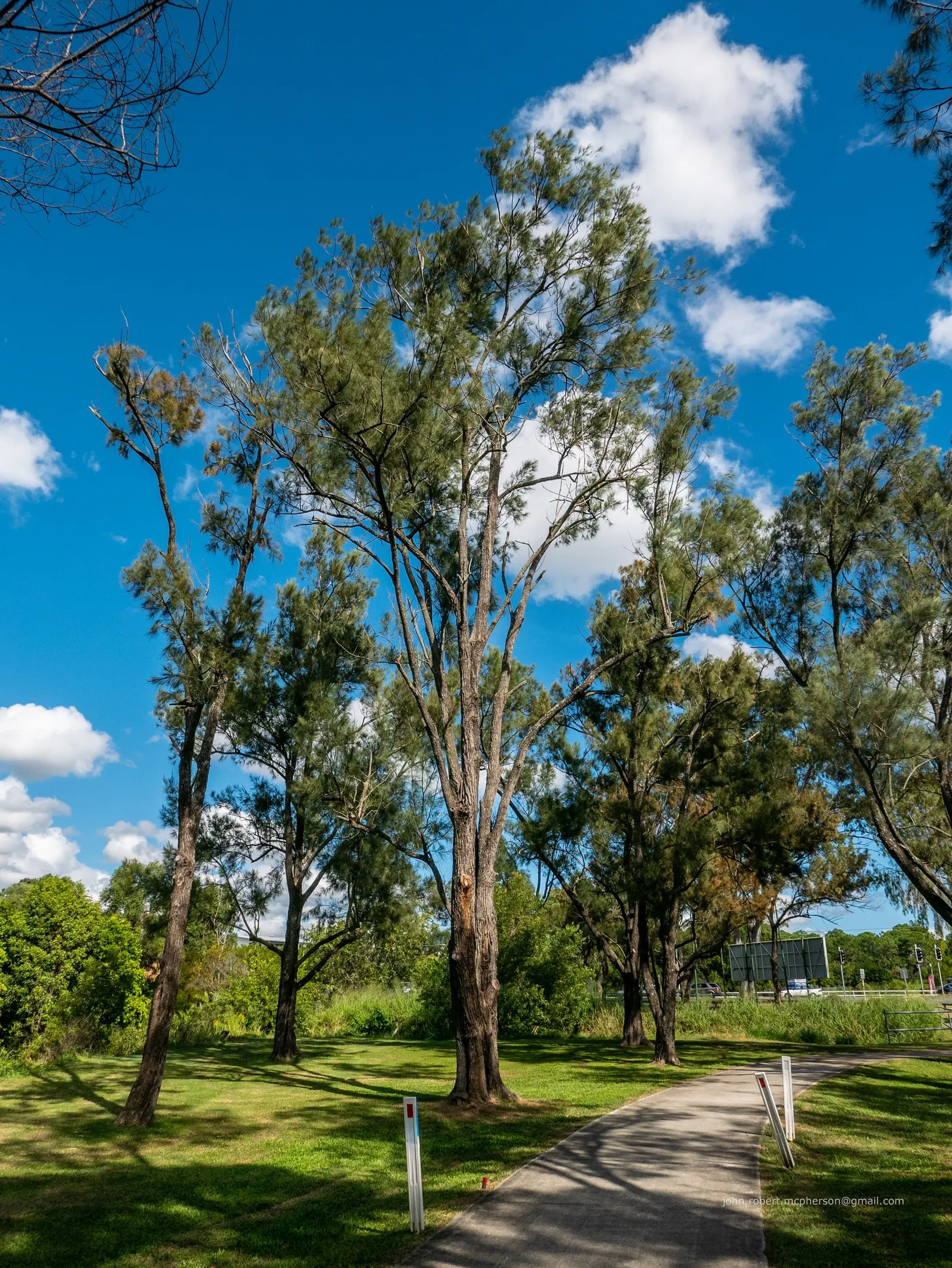 River She-Oak (Casuarina Cunninghamiana) — It sports delicate needle-like leaves and bears woody, conical fruit; this tree offers an aesthetically pleasing and
