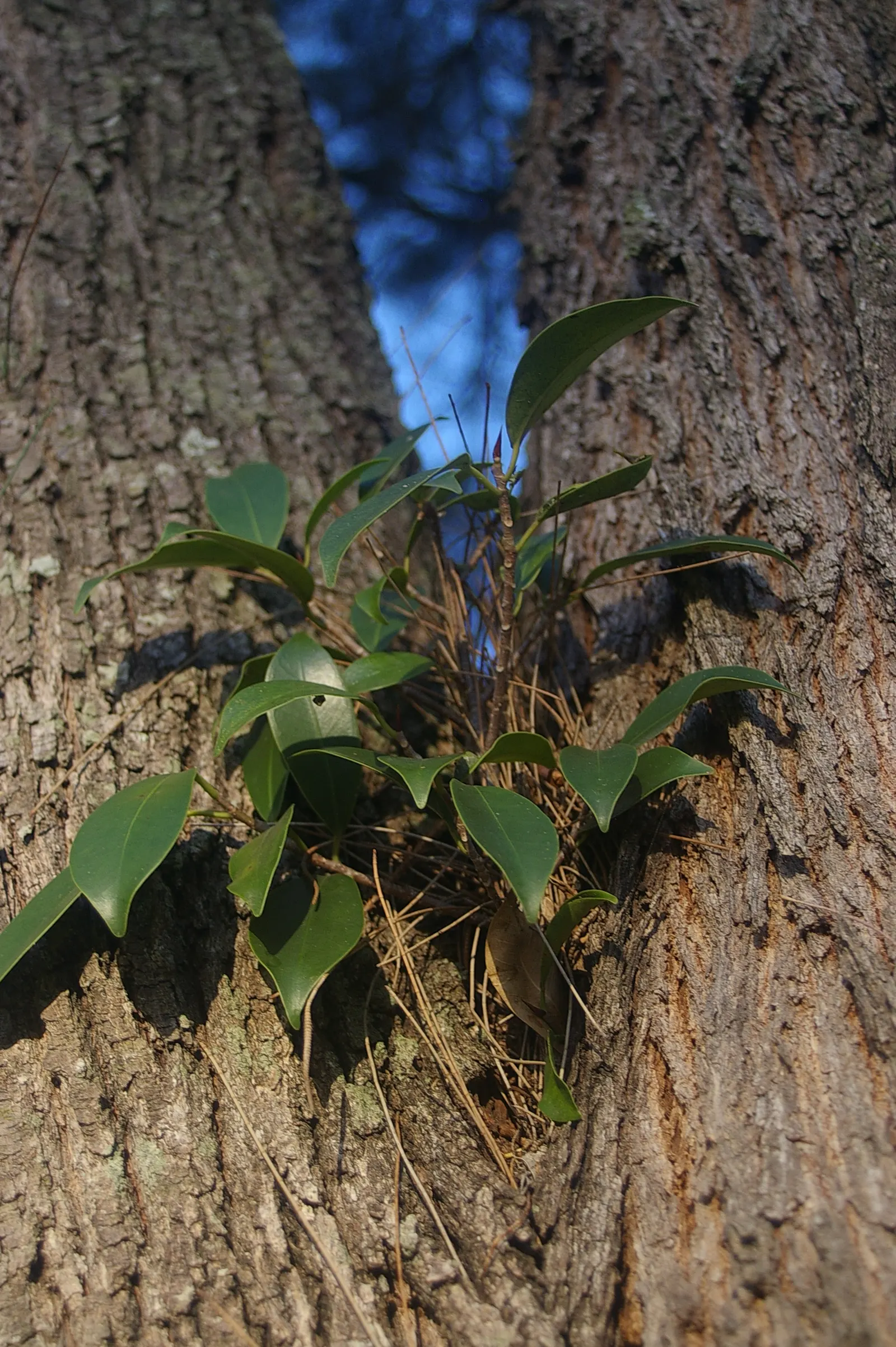 River She-Oak (Casuarina Cunninghamiana) — its fine foliage rustles distinctively in the breeze