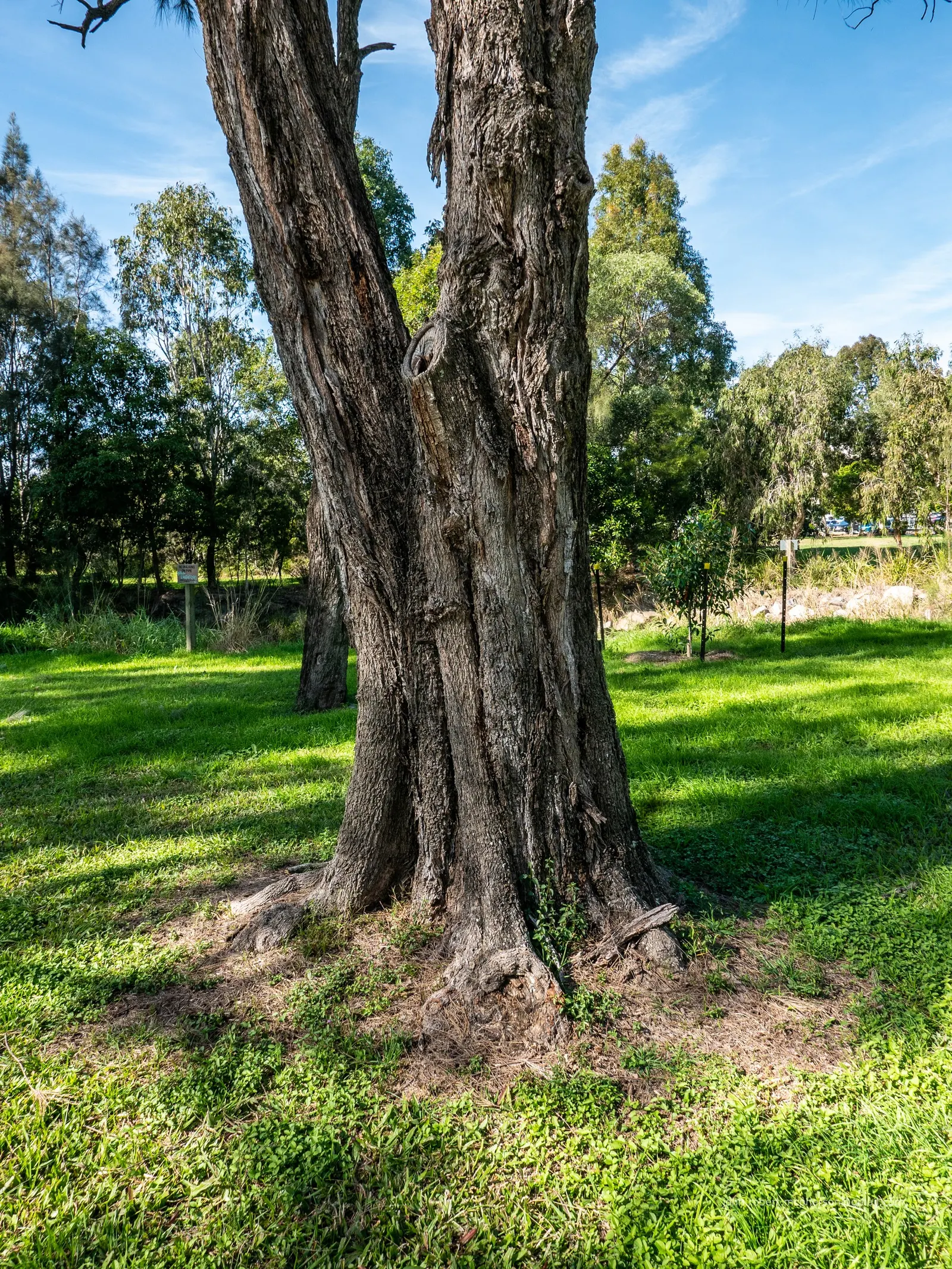 River She-Oak (Casuarina Cunninghamiana) — is a robust evergreen native to Australia; hardy in zones 9-11, it thrives in full sun and well-drained soils