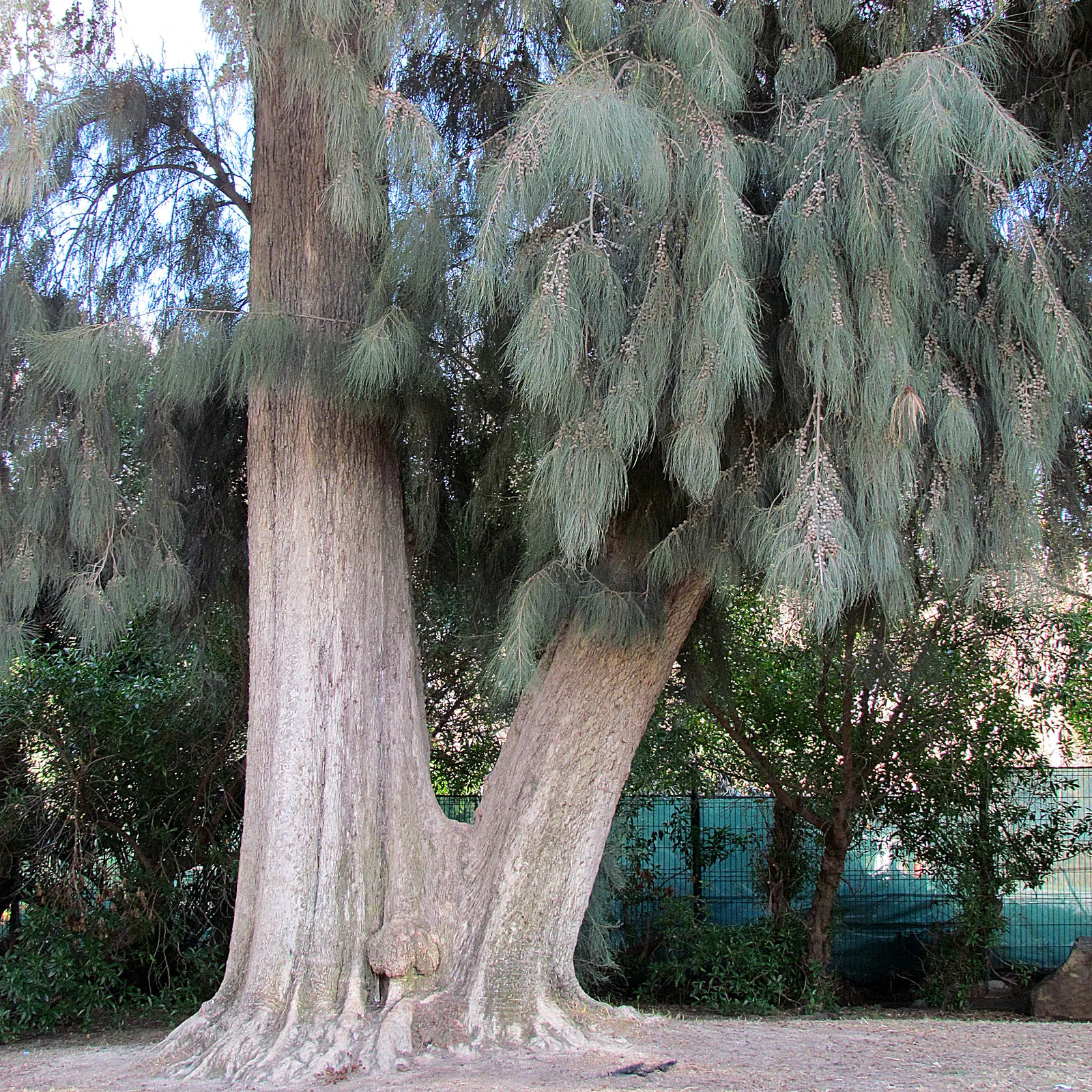 River She-Oak (Casuarina Cunninghamiana) — is a versatile and hardy species of evergreen tree that originates from Australia