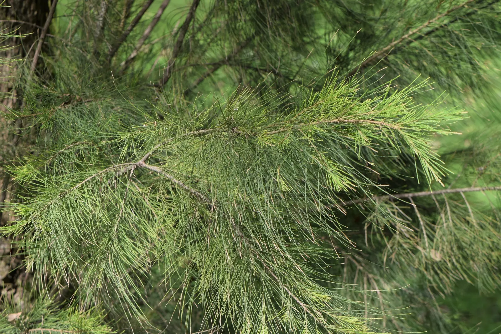 River She-Oak (Casuarina Cunninghamiana) — adding auditory charm to landscapes