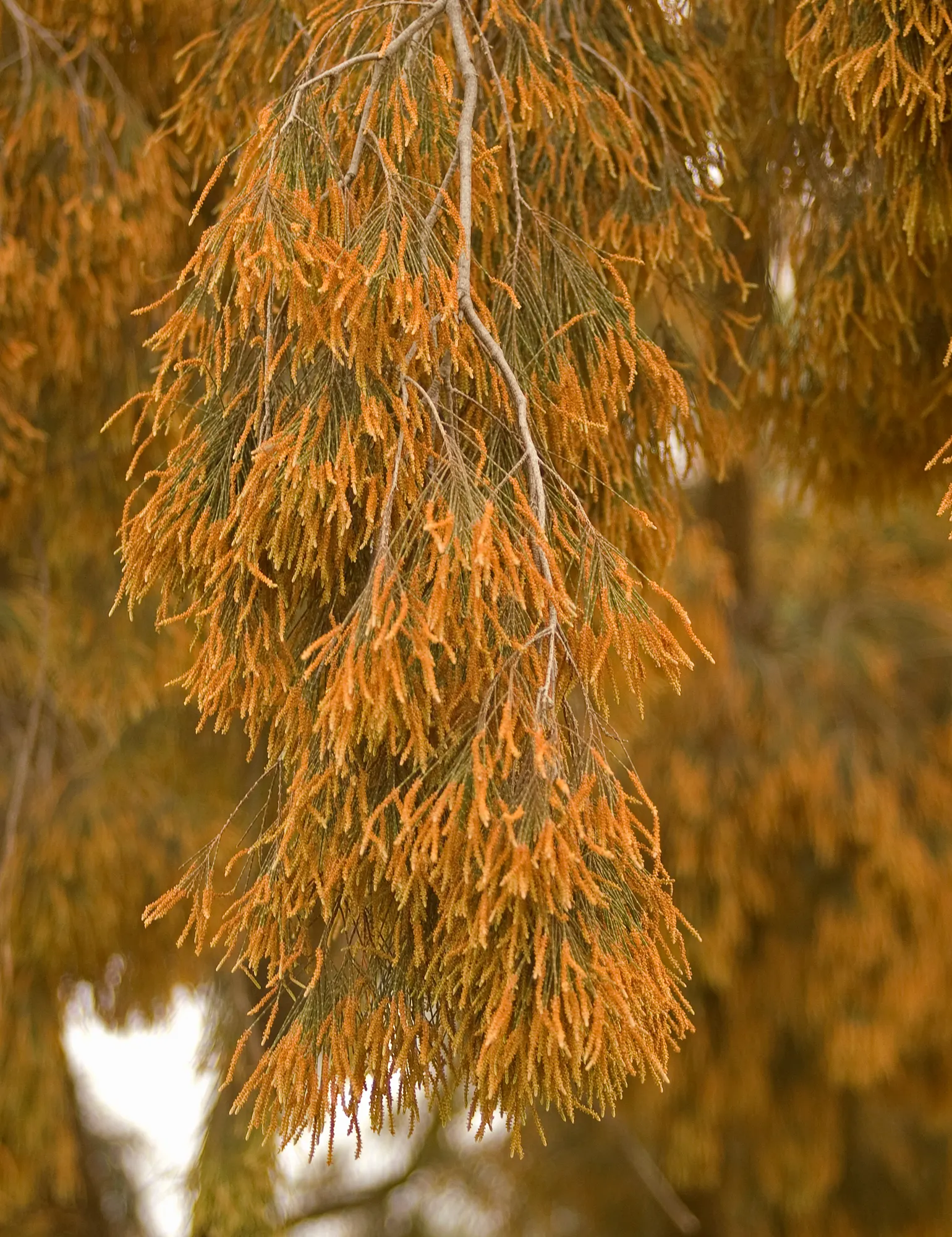 River She-Oak (Casuarina Cunninghamiana) — whispering sound when caressed by gentle breezes