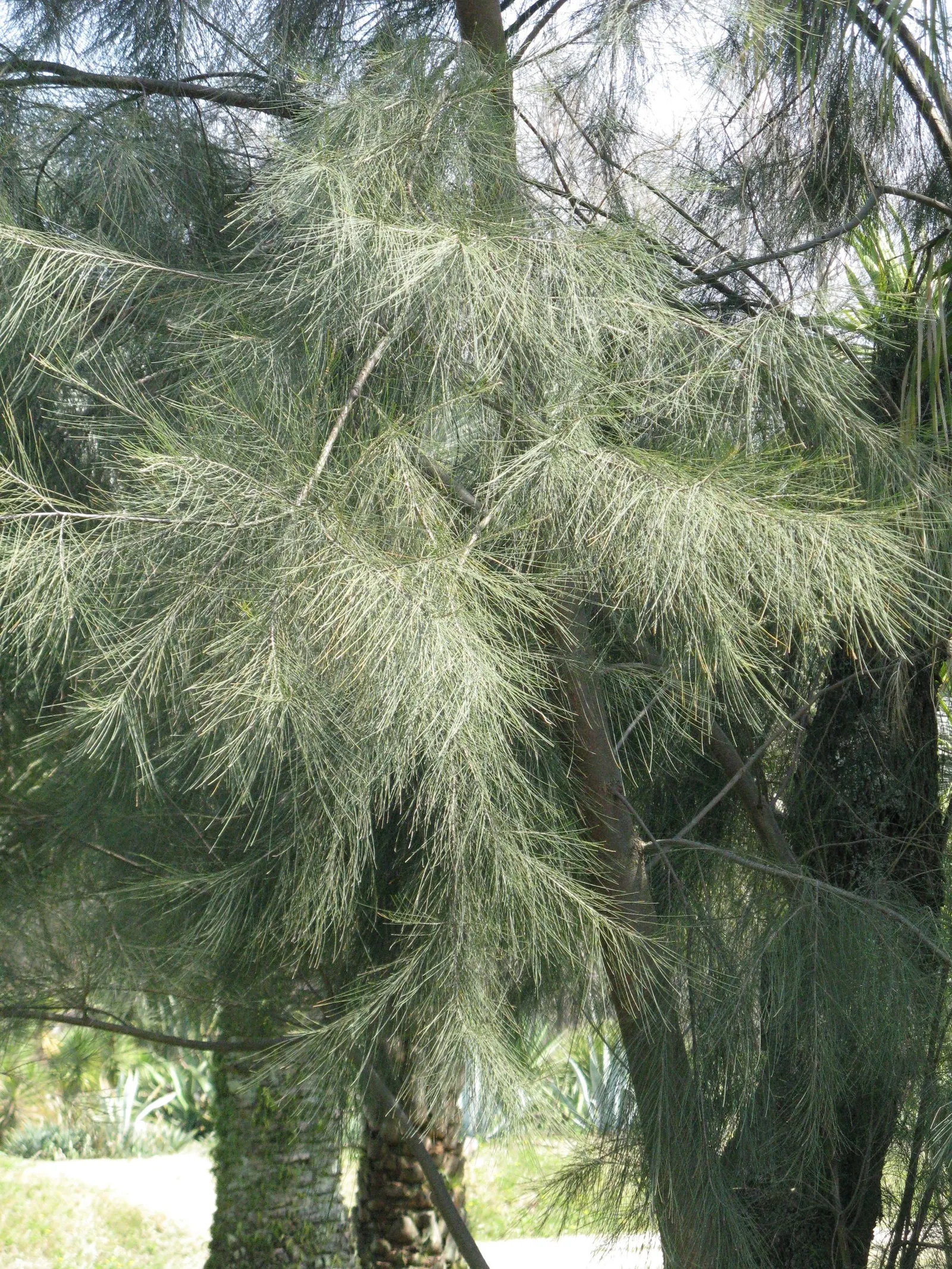 River She-Oak (Casuarina Cunninghamiana) — the River She-Oak forms a narrow; and sculptural grace make it a valuable addition to any landscape seeking a touch